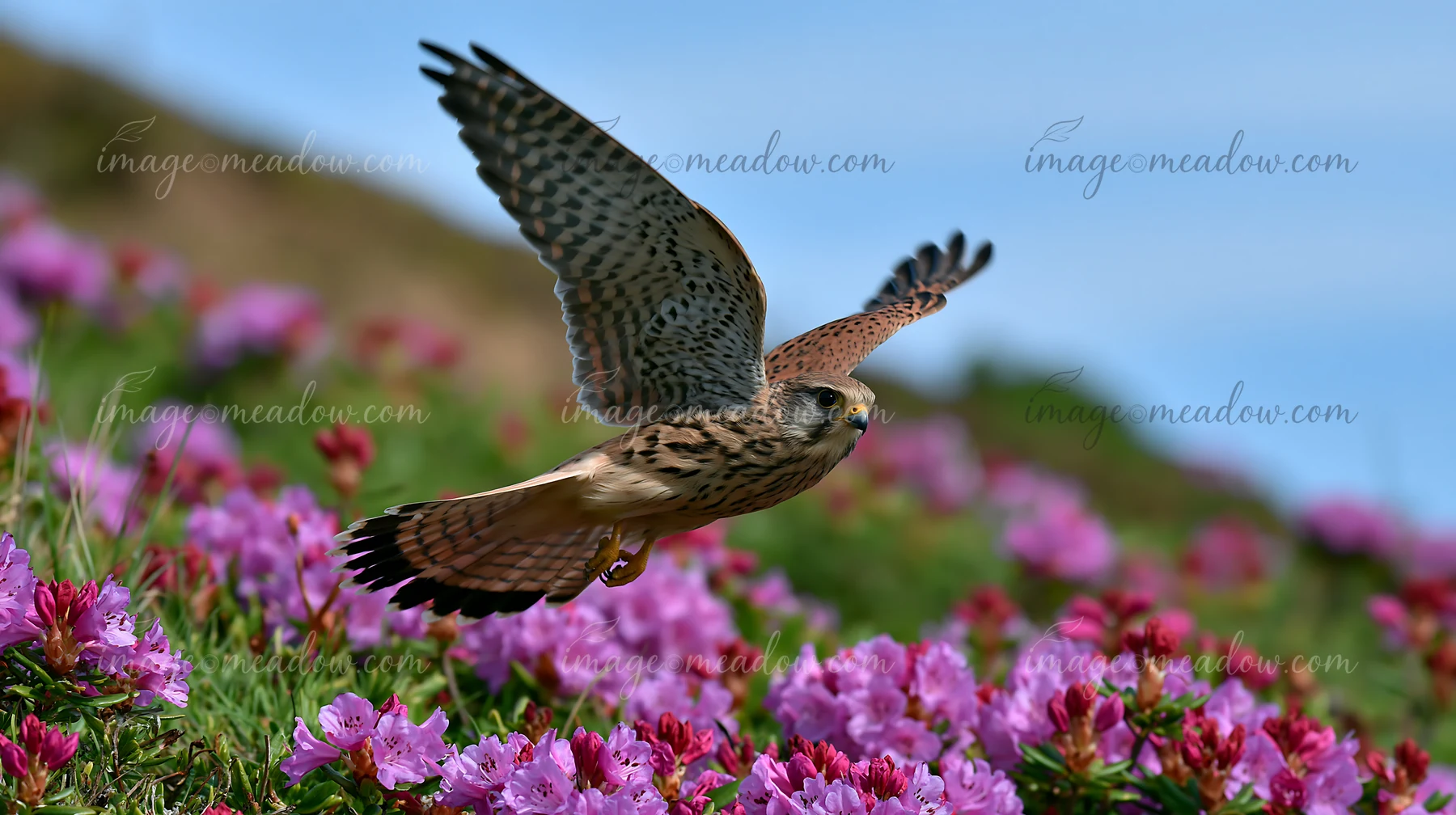 A kestrel soars through the air above a hillside covered in blooming rhododendrons.