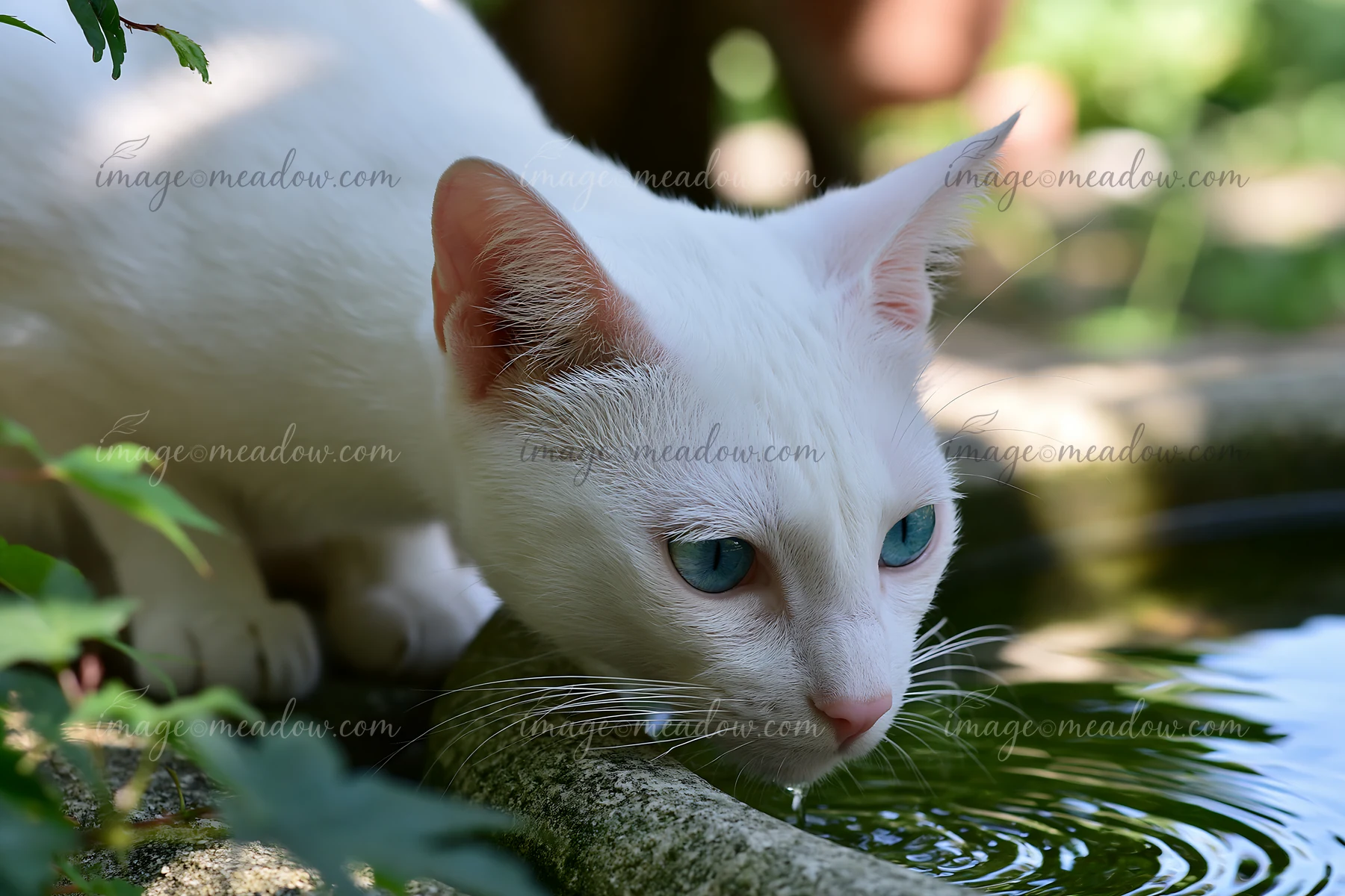 A Khao Manee cat leans over a stone bowl while drinking water on a sunny day in a lush garden.