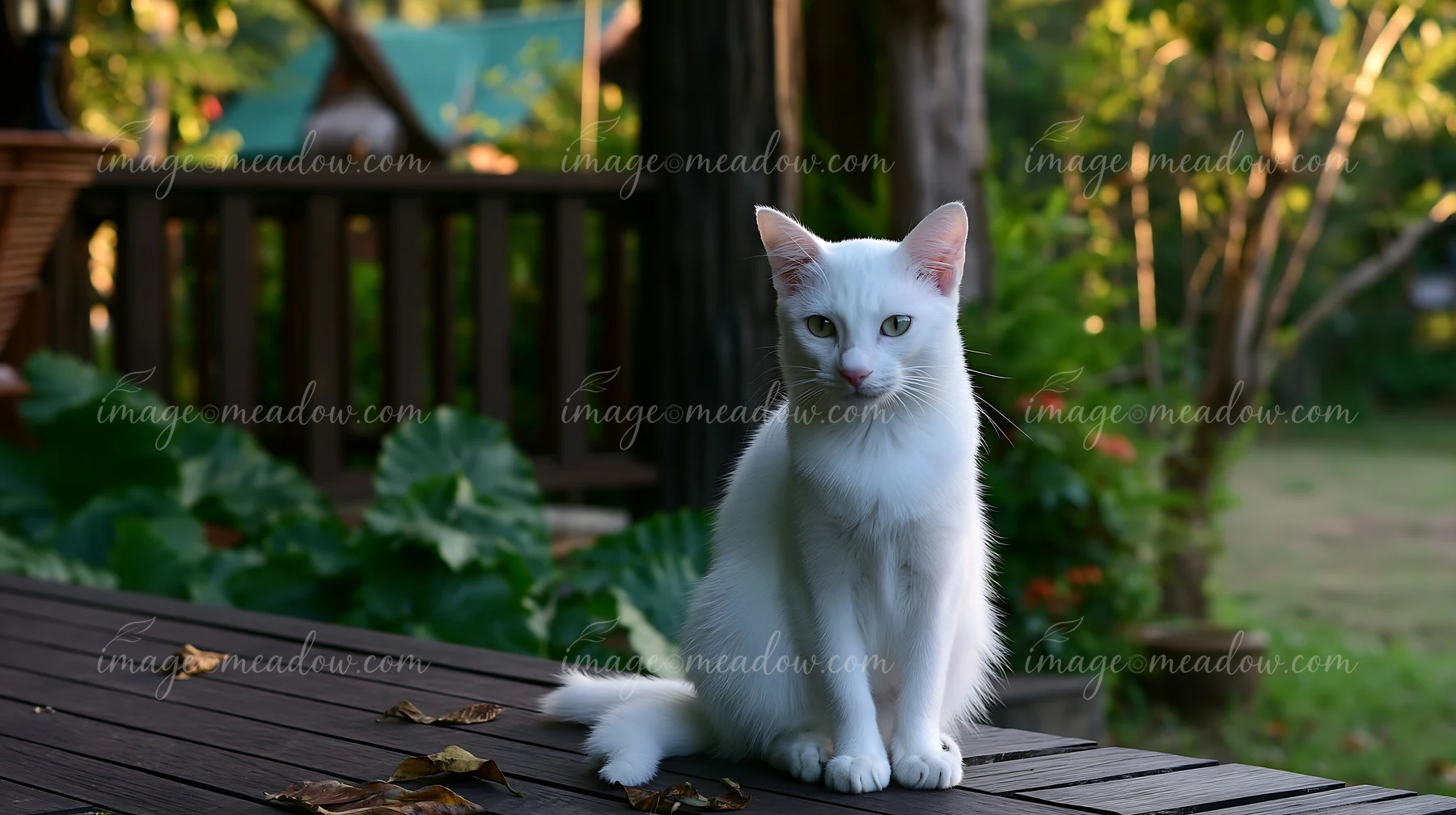 A Khao Manee cat sits on a wooden deck in a garden during sunset.