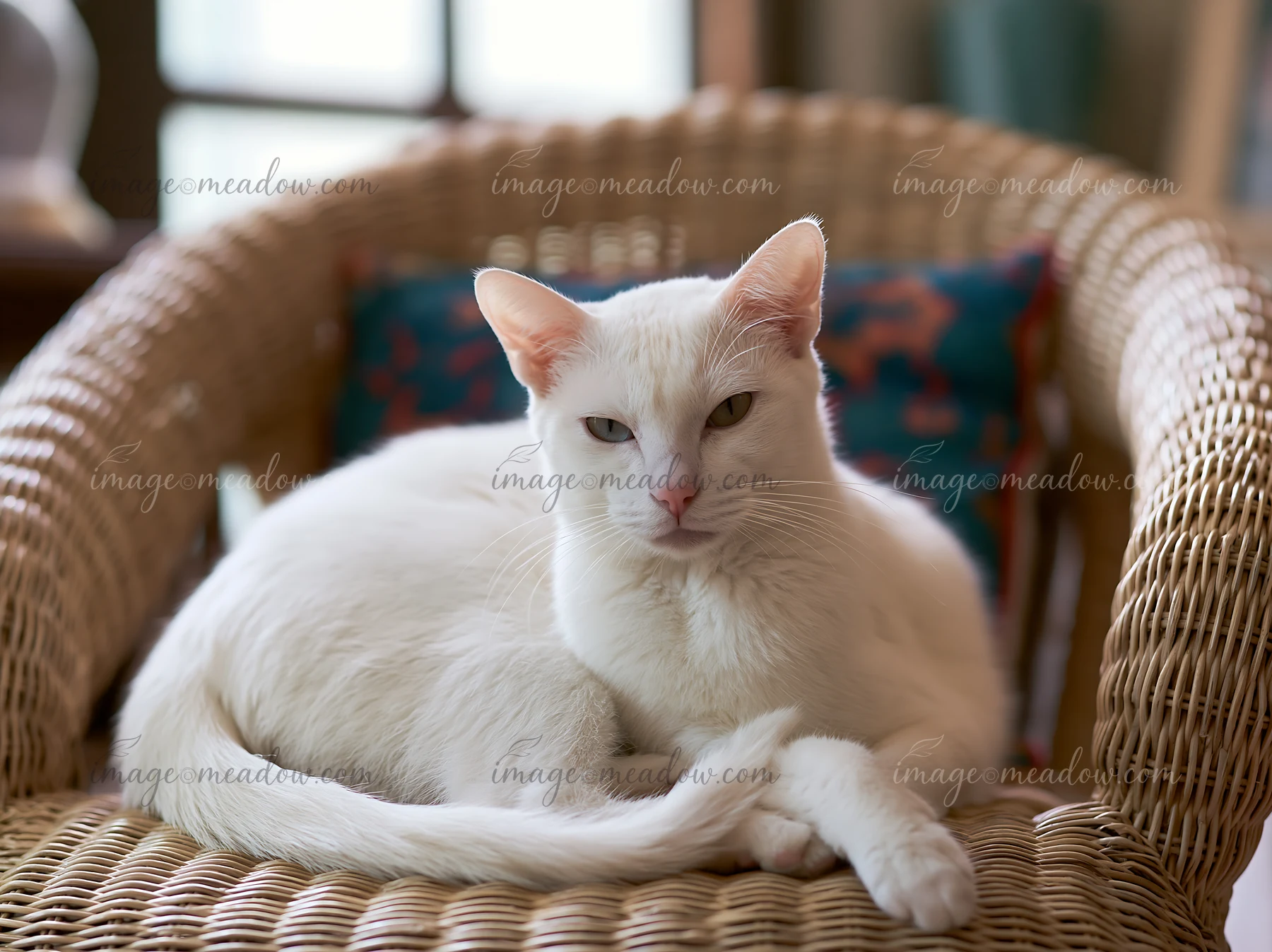 A Khao Manee cat with white fur lies on a wicker chair, looking around in a warm room.