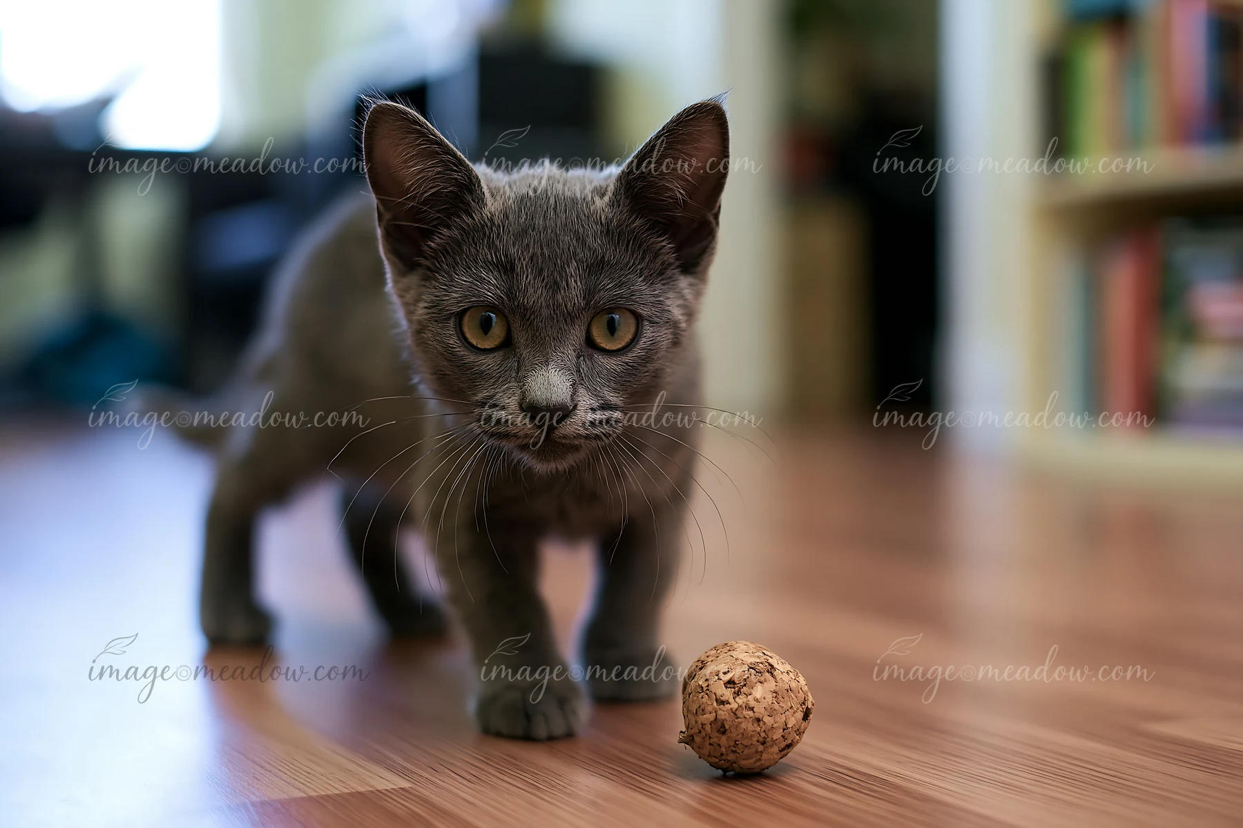 A Korat kitten explores its surroundings while playing with a small brown toy on a wooden floor in a cozy indoor setting.