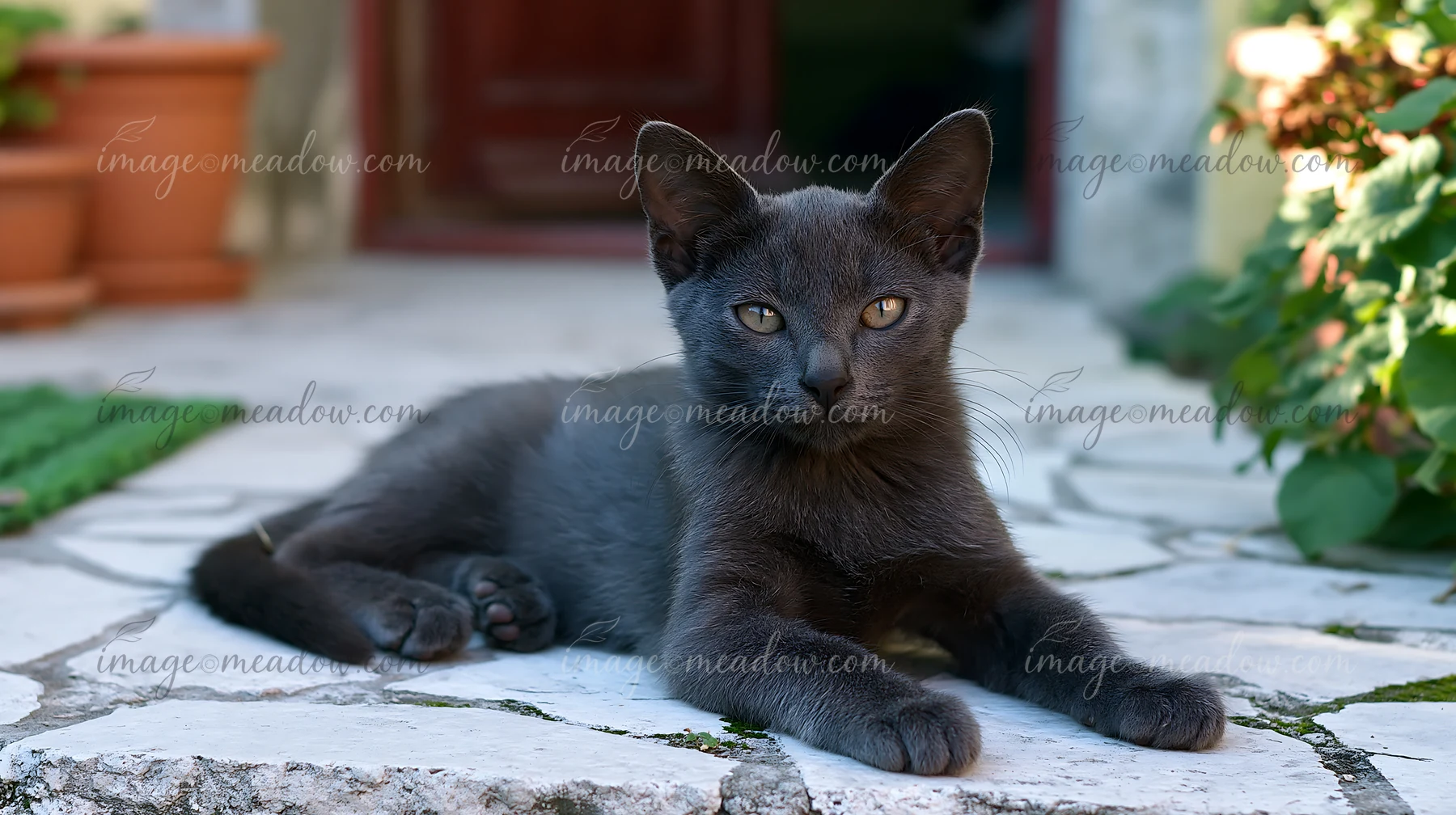 A Korat kitten lies on a stone pathway with greenery around.