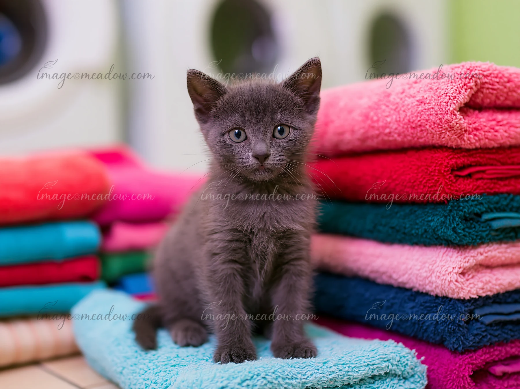 A Korat kitten sits on a blue towel next to a stack of colorful towels in a laundry room.