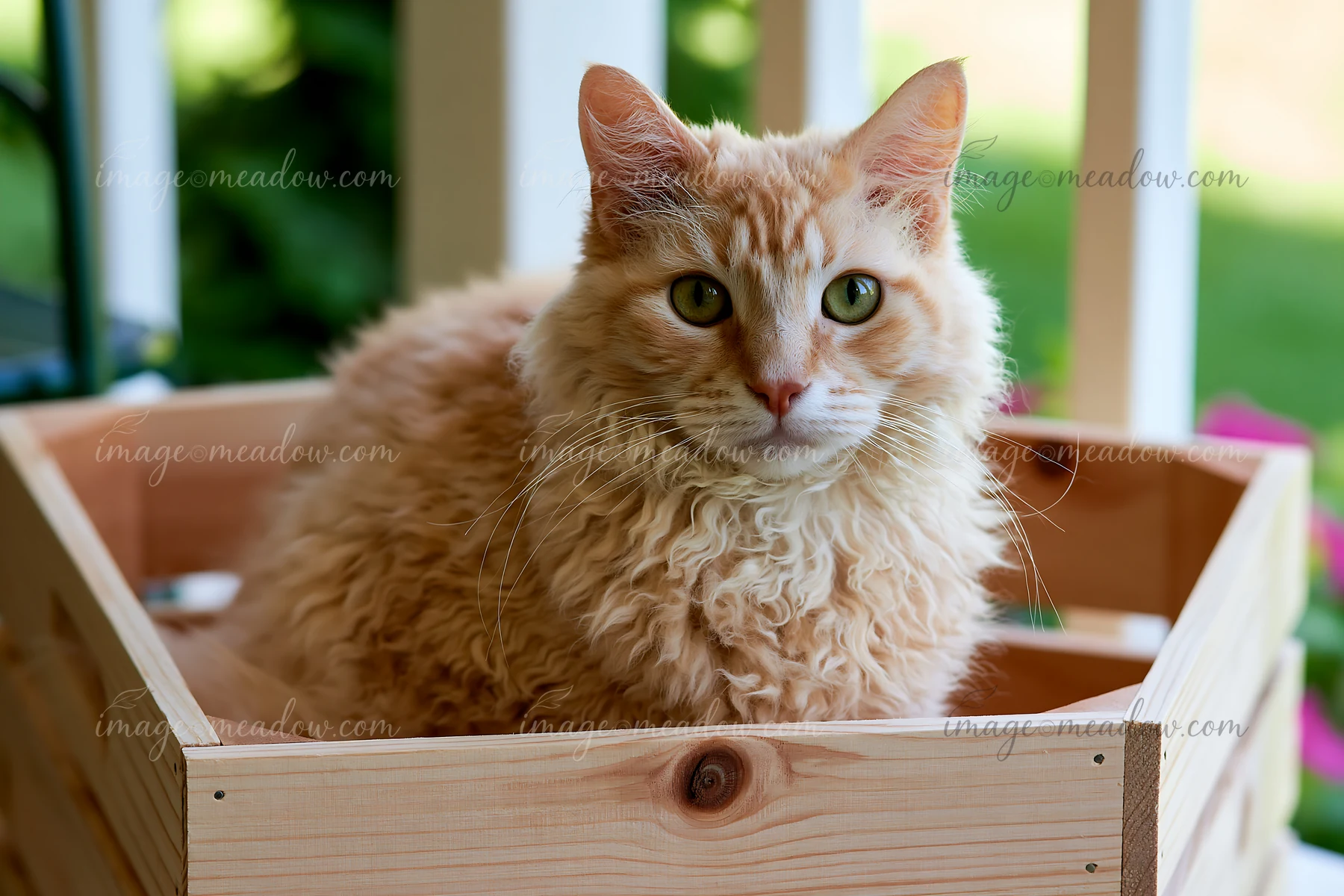 A LaPerm cat sits in a wooden box on a porch surrounded by greenery and flowers.