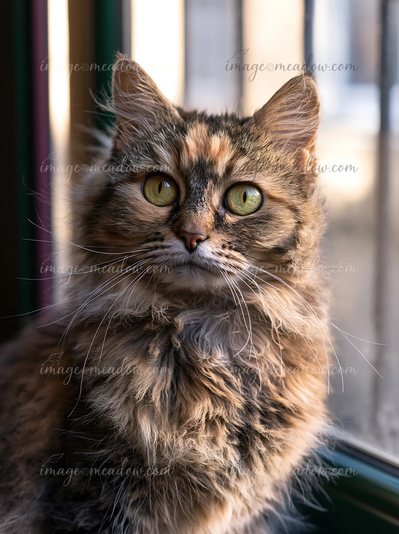 A LaPerm cat sits near a window, showcasing its unique fur and character.