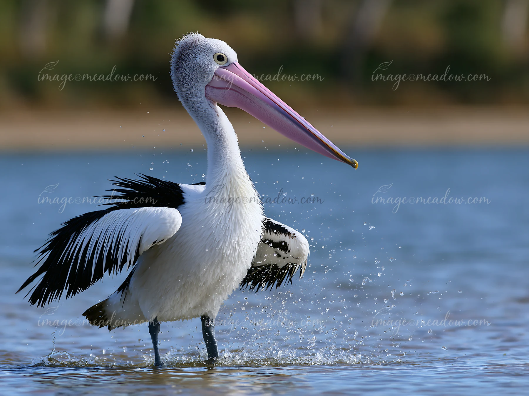 A large Australian pelican walks through shallow water in a coastal lagoon, creating splashes around its feet.