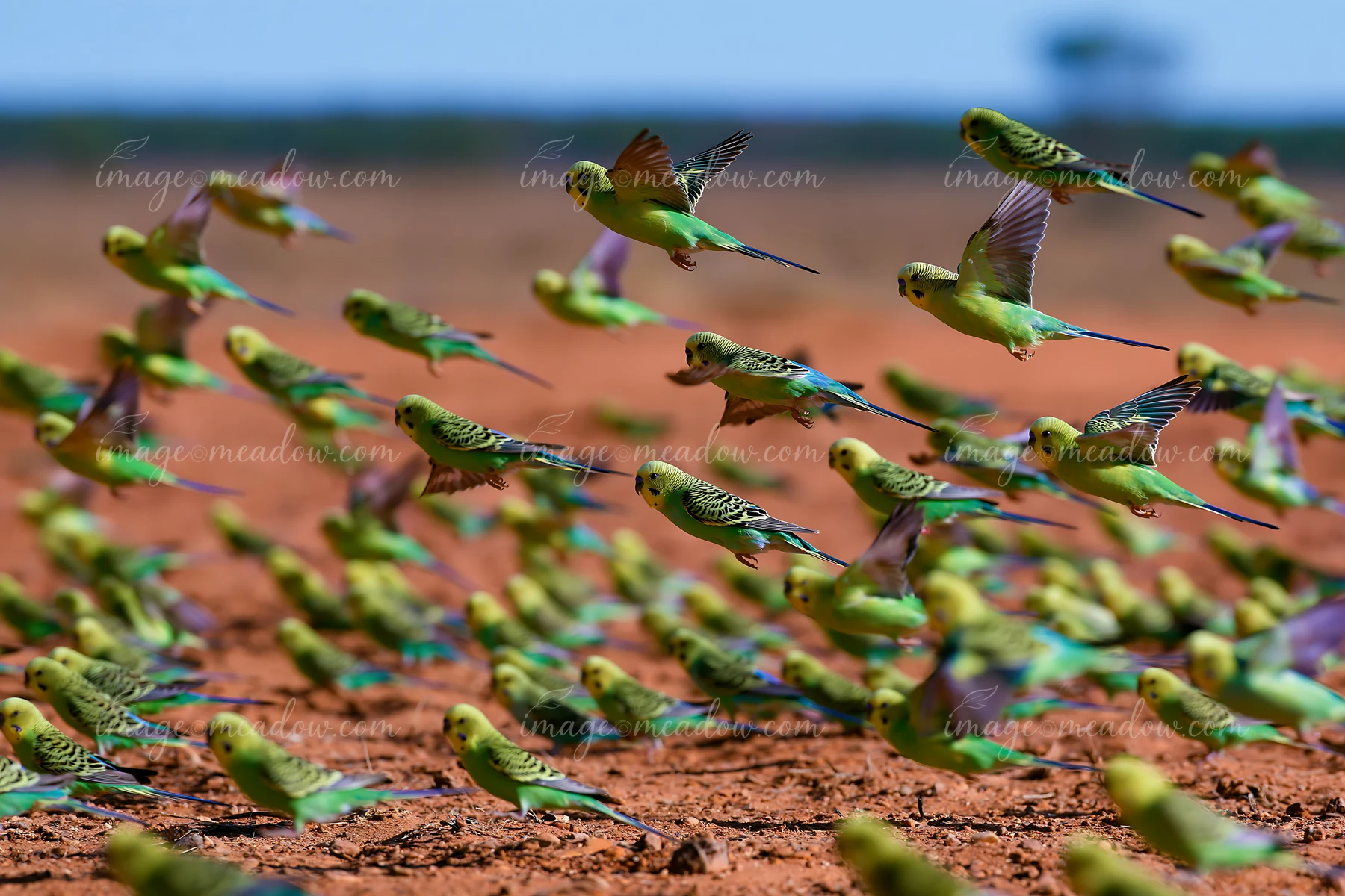 A large flock of budgerigars flies over a dry desert landscape with red soil and sparse vegetation.