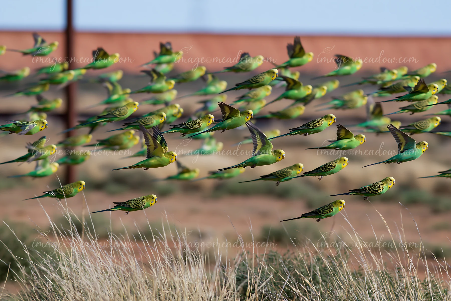 A large flock of budgerigars flies over a dry desert landscape with sparse vegetation and clear skies.