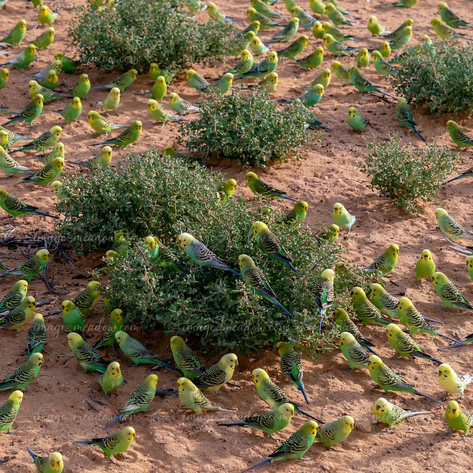A large flock of budgerigars is foraging around green shrubs in a dry desert landscape.