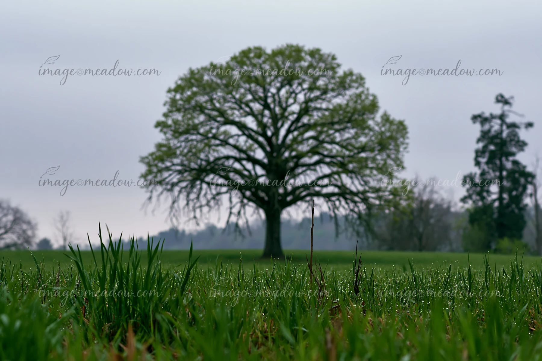 A large lone tree stands in a green meadow, surrounded by grass.