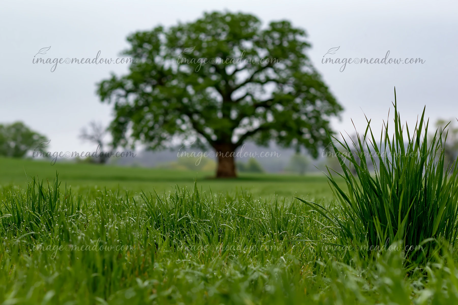 A lone tree stands tall in a green meadow with fresh grass in the foreground.