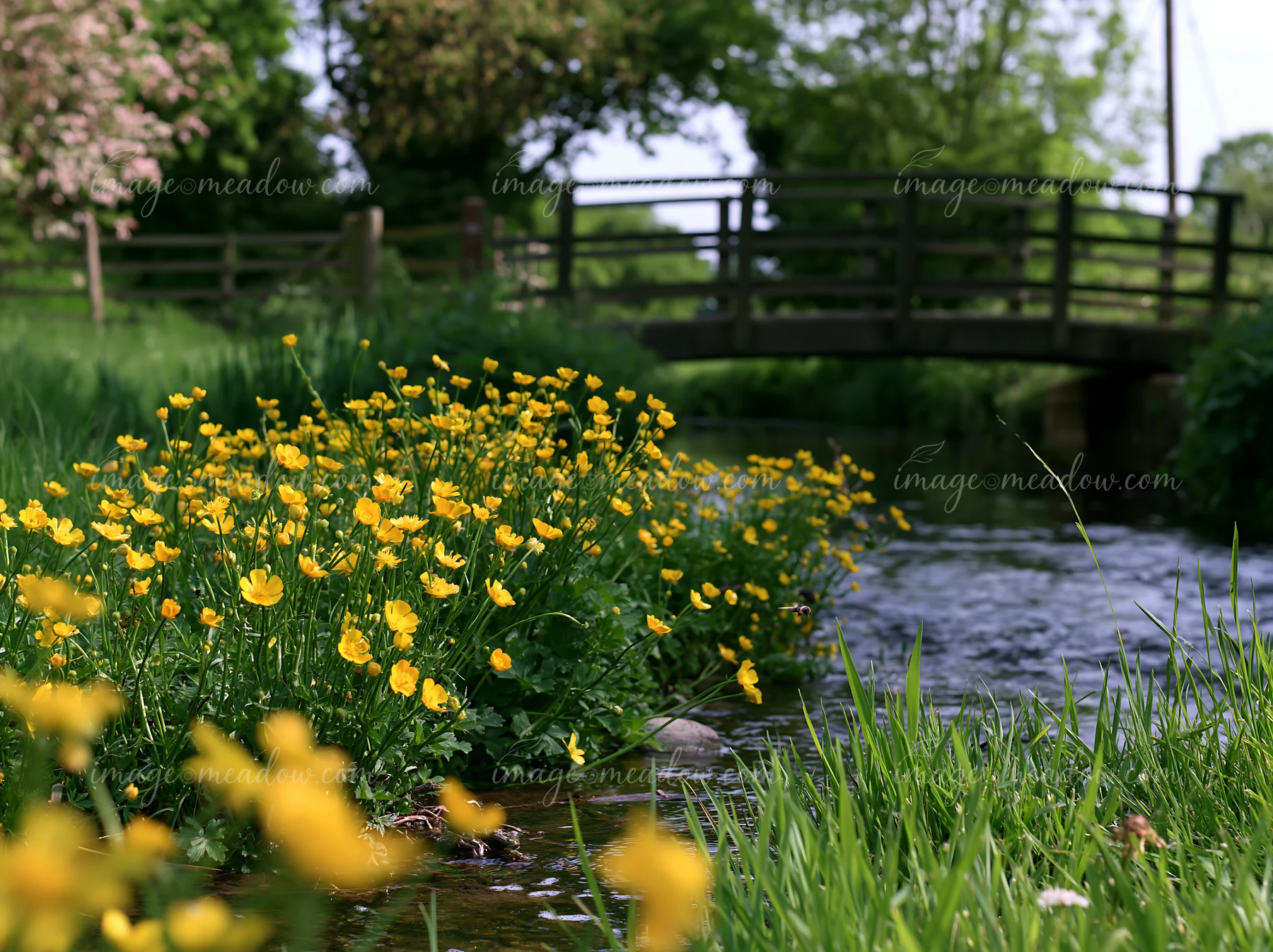 A lush patch of yellow buttercups grows along the bank of a small stream, with a wooden bridge in the background surrounded by greenery and trees under a clear