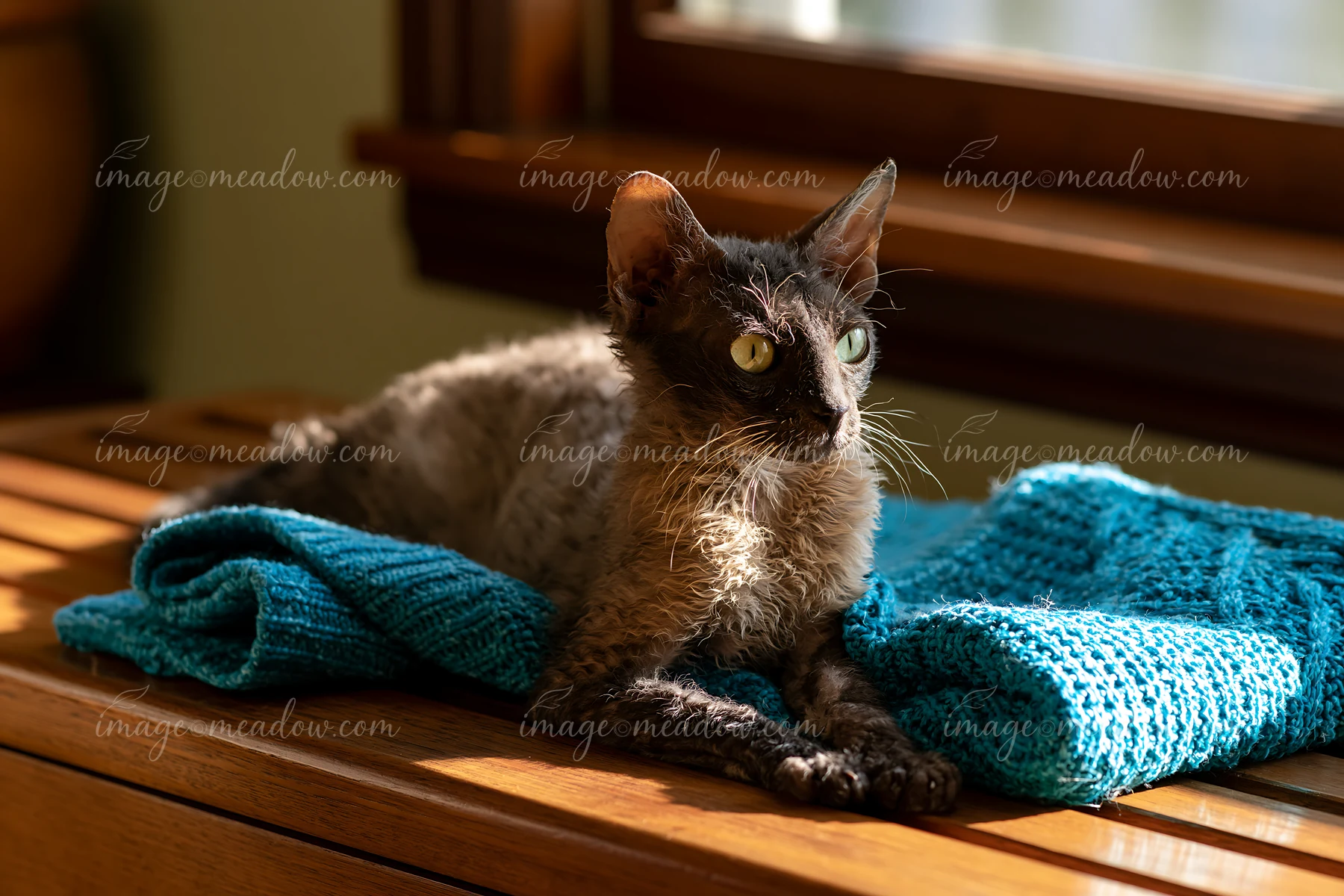 A Lykoi cat is lying on a blue knitted blanket in a warm room.