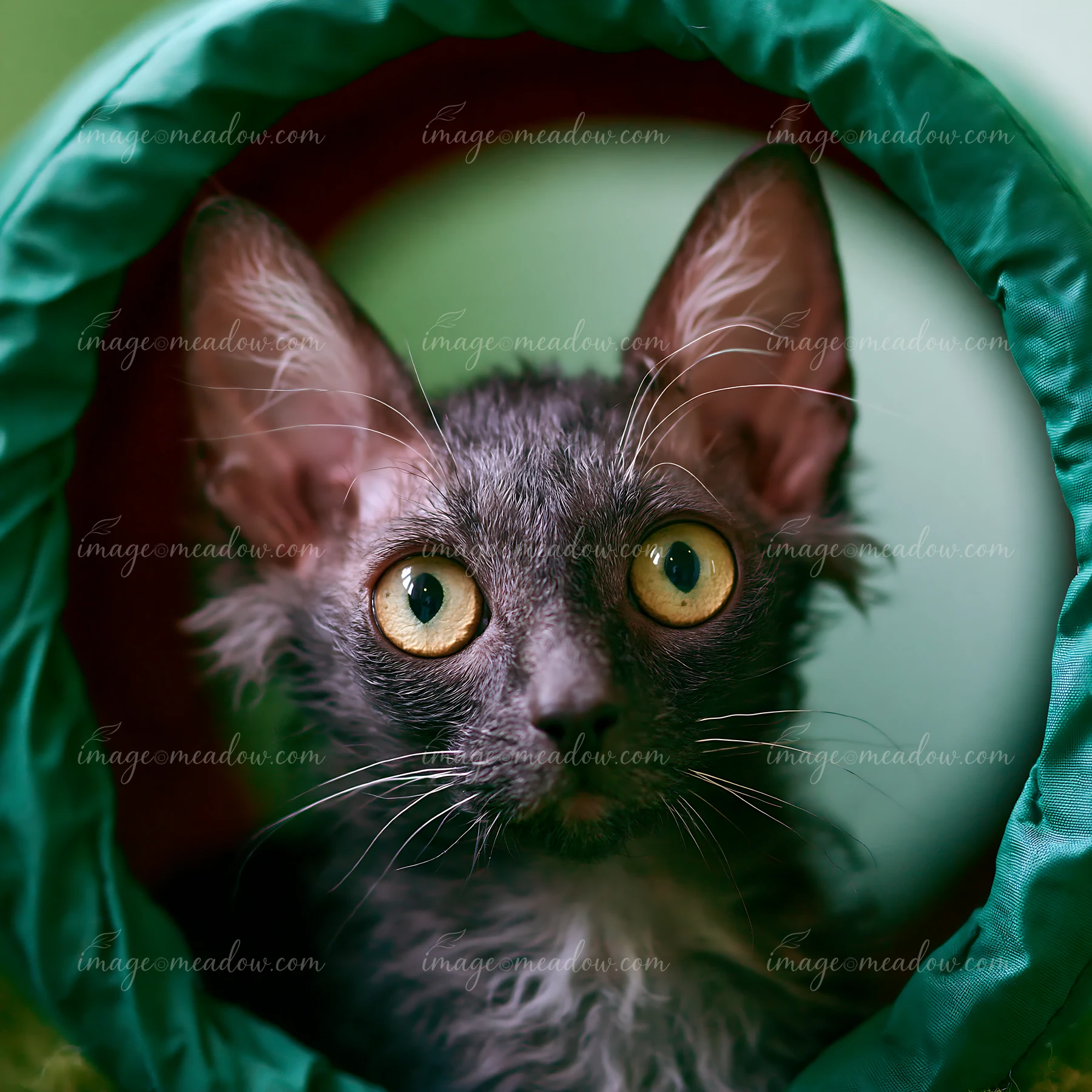 A Lykoi cat looks curiously from inside a round green tunnel.