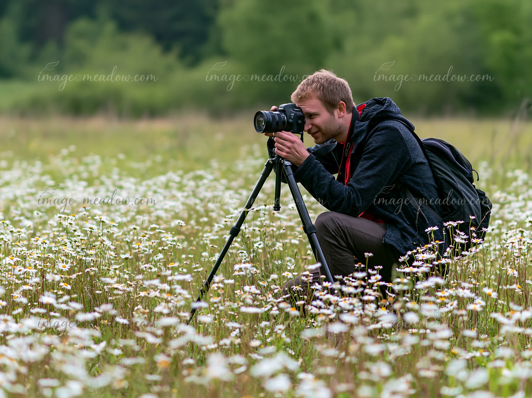 A man crouches in a field, taking pictures of white meadow flowers with a camera mounted on a tripod during daylight.