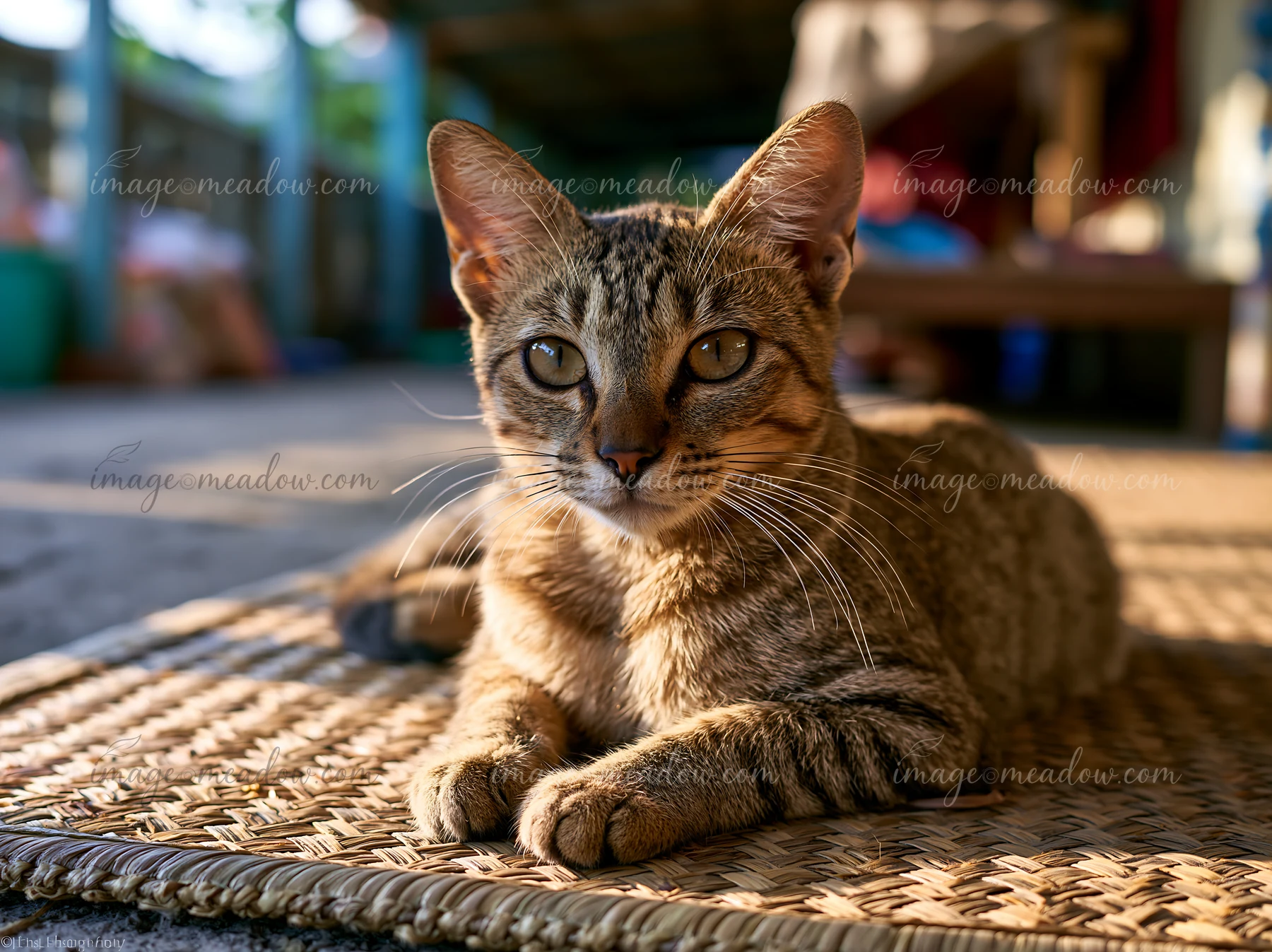 A Mandalay cat lies on a woven mat, looking directly at the camera in a warm, inviting space.