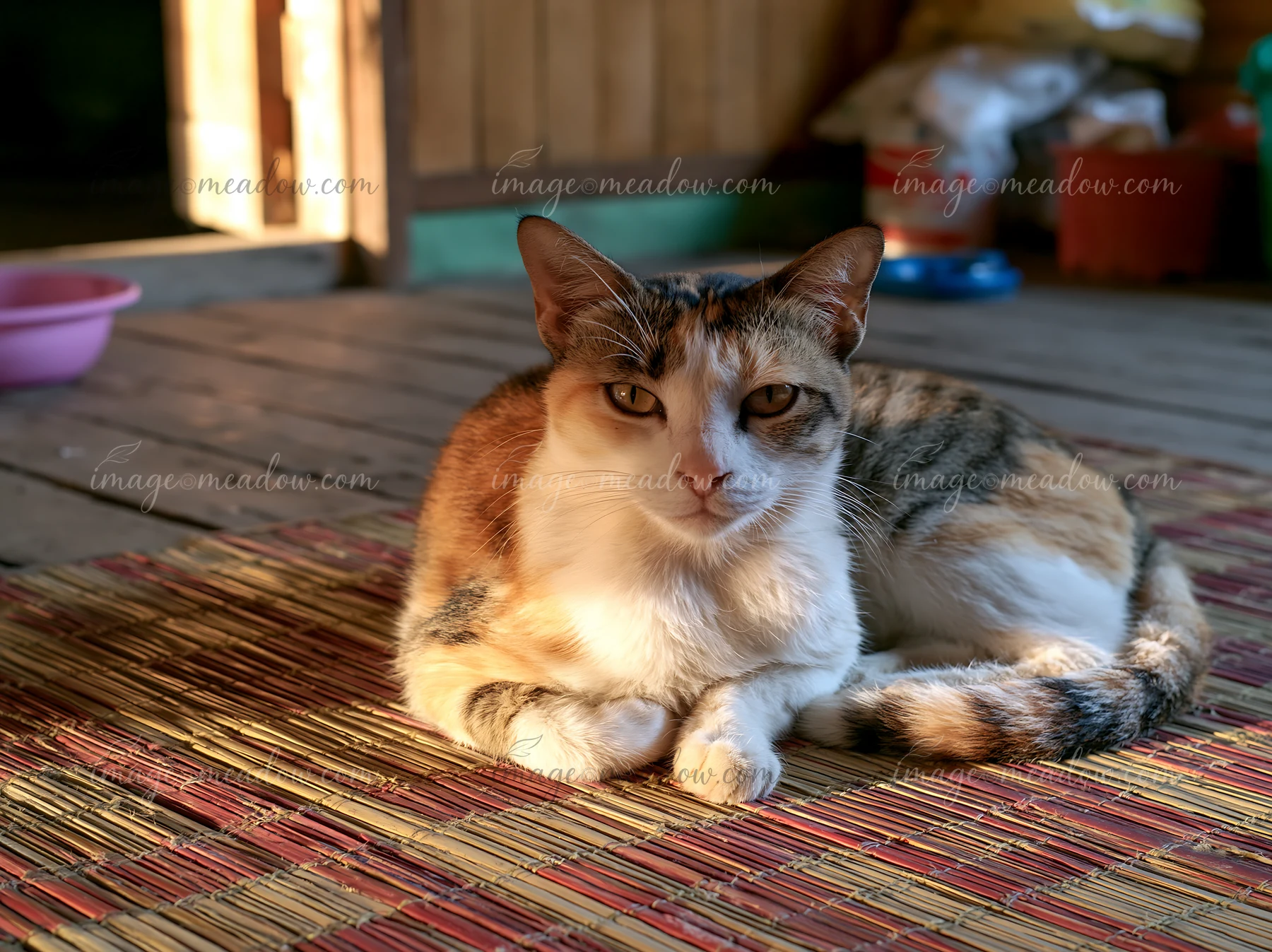 A Mandalay cat portrait shows a calm cat resting on a woven mat inside a home.