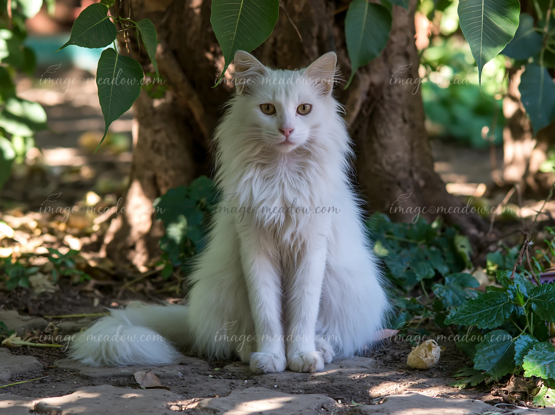 A Mandalay cat sits calmly among green leaves and trees.