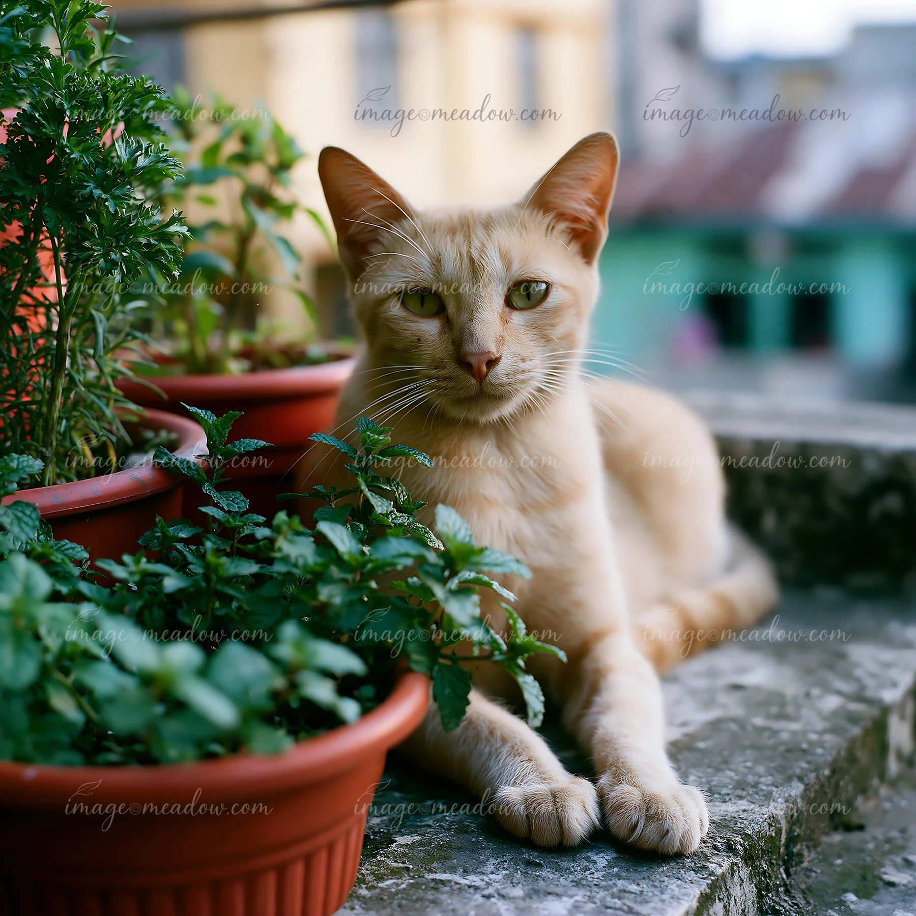 A Mandalay cat sits near various potted herbs, showcasing its light fur and calm demeanor in a vibrant outdoor space.