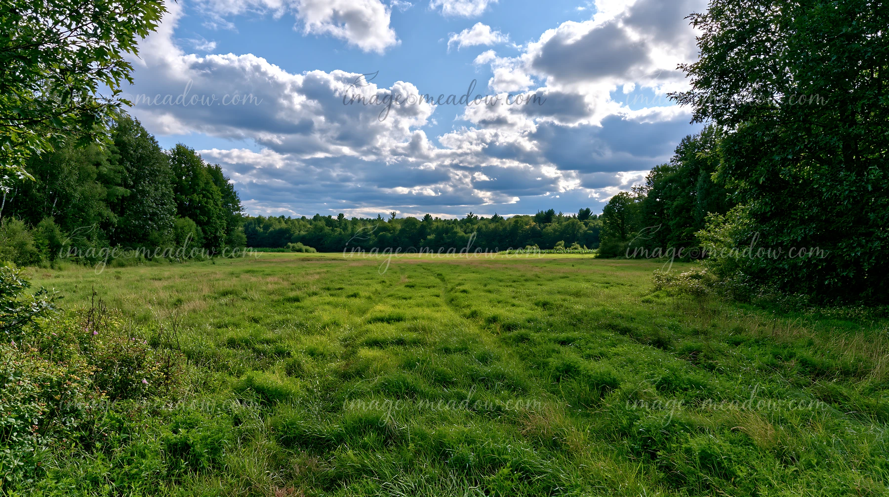 A meadow recovering after mowing is shown under a cloudy sky.