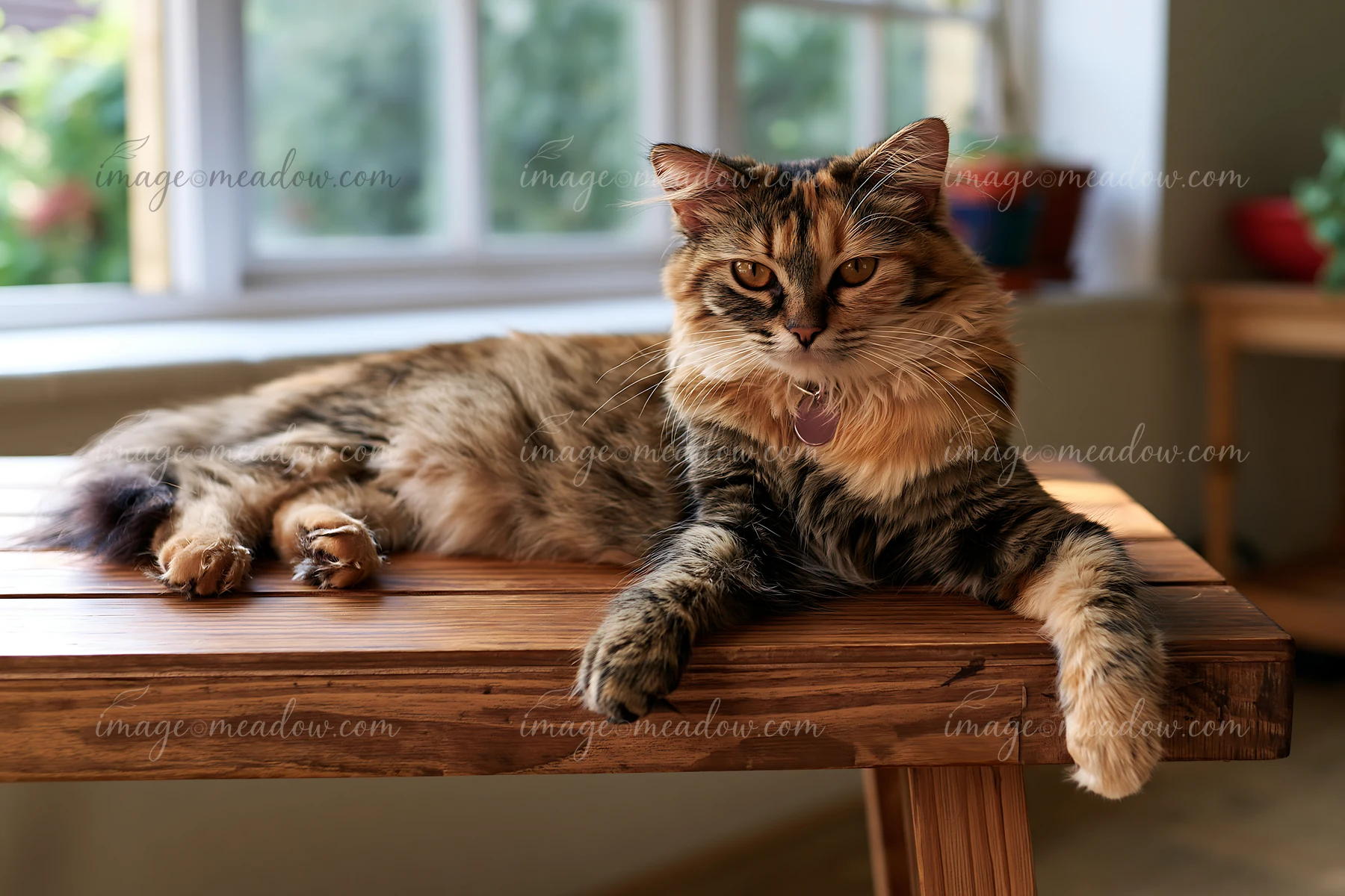 A Minskin cat rests on a wooden table near a window with natural light.