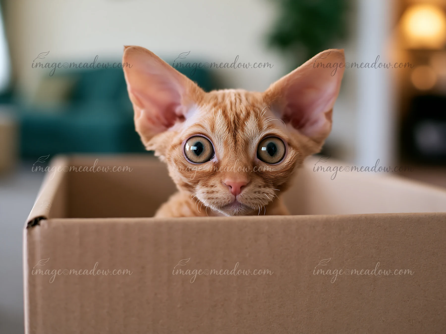 A Minskin cat sits in a cardboard box, looking curious with large eyes.