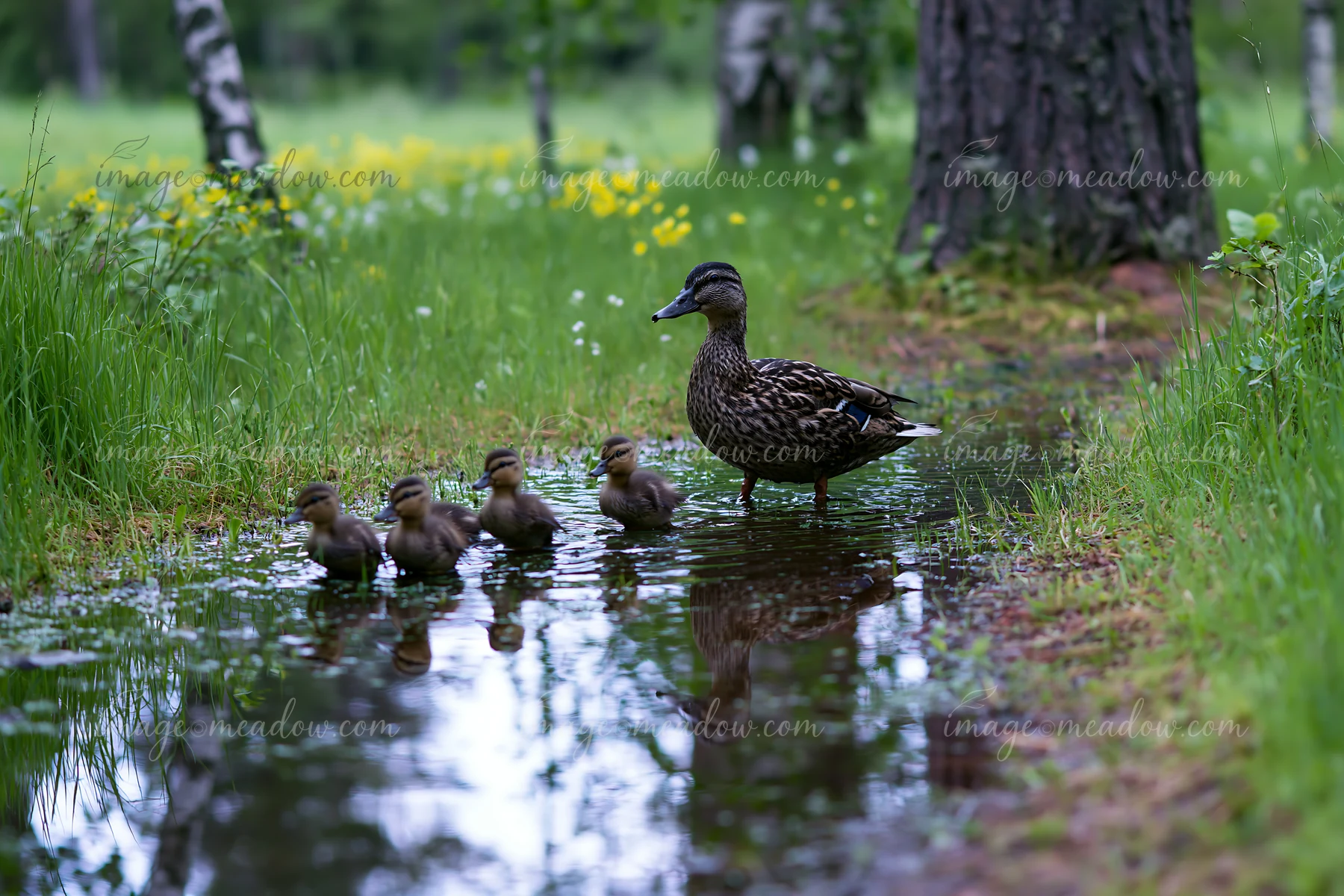 A mother duck leads her ducklings through a shallow stream in a woodland clearing.