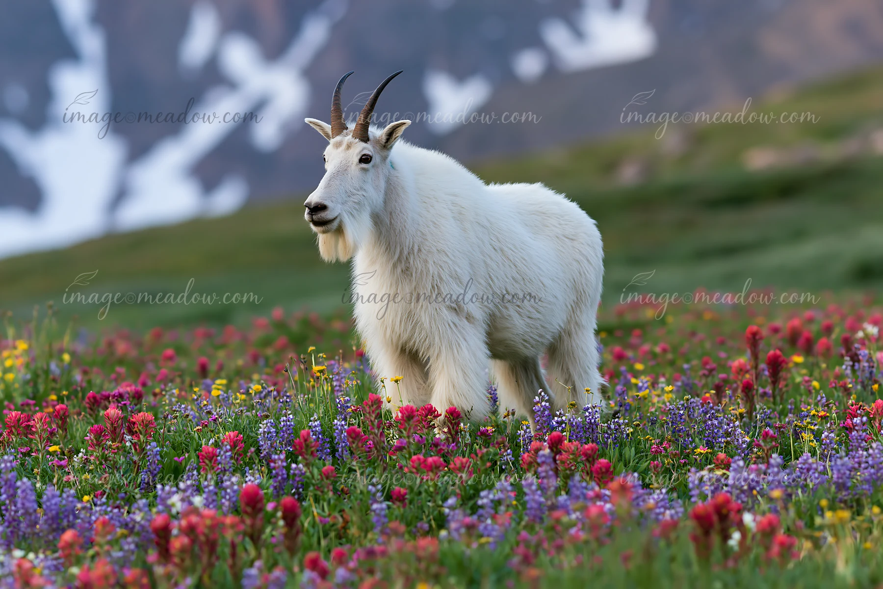 A mountain goat stands in a wildflower meadow below rocky peaks, surrounded by vibrant flowers.