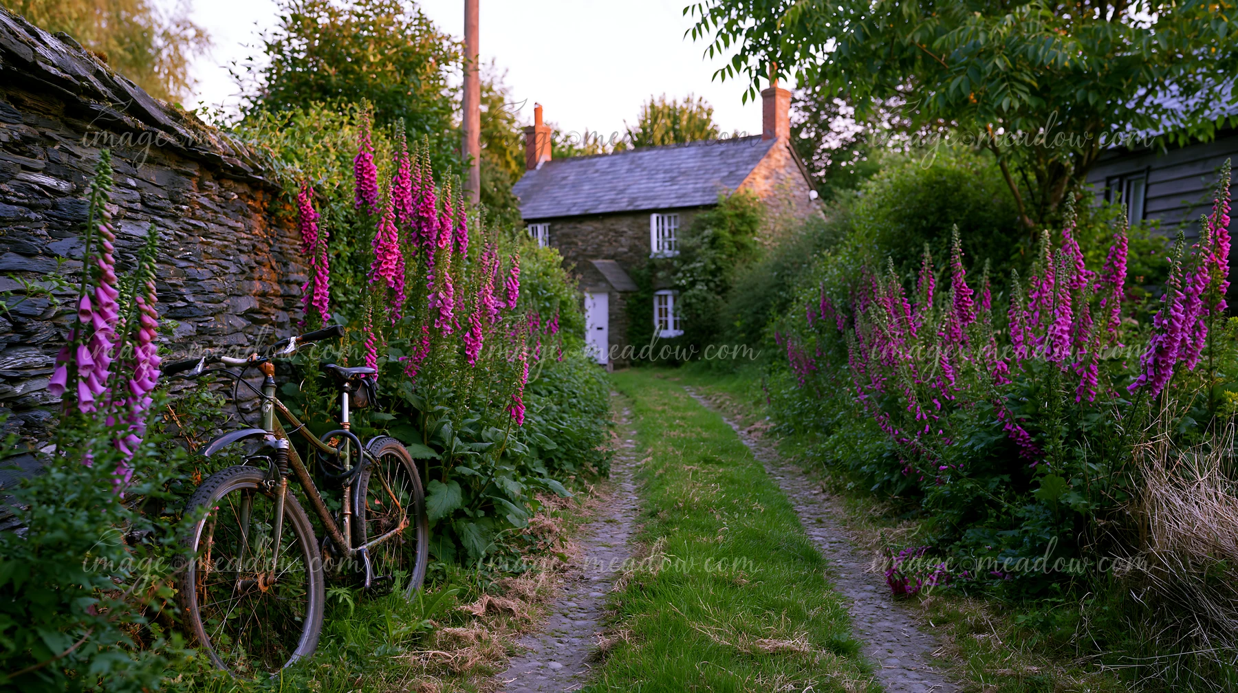 A narrow lane lined with vibrant foxglove flowers leads to a rustic cottage surrounded by trees and greenery.