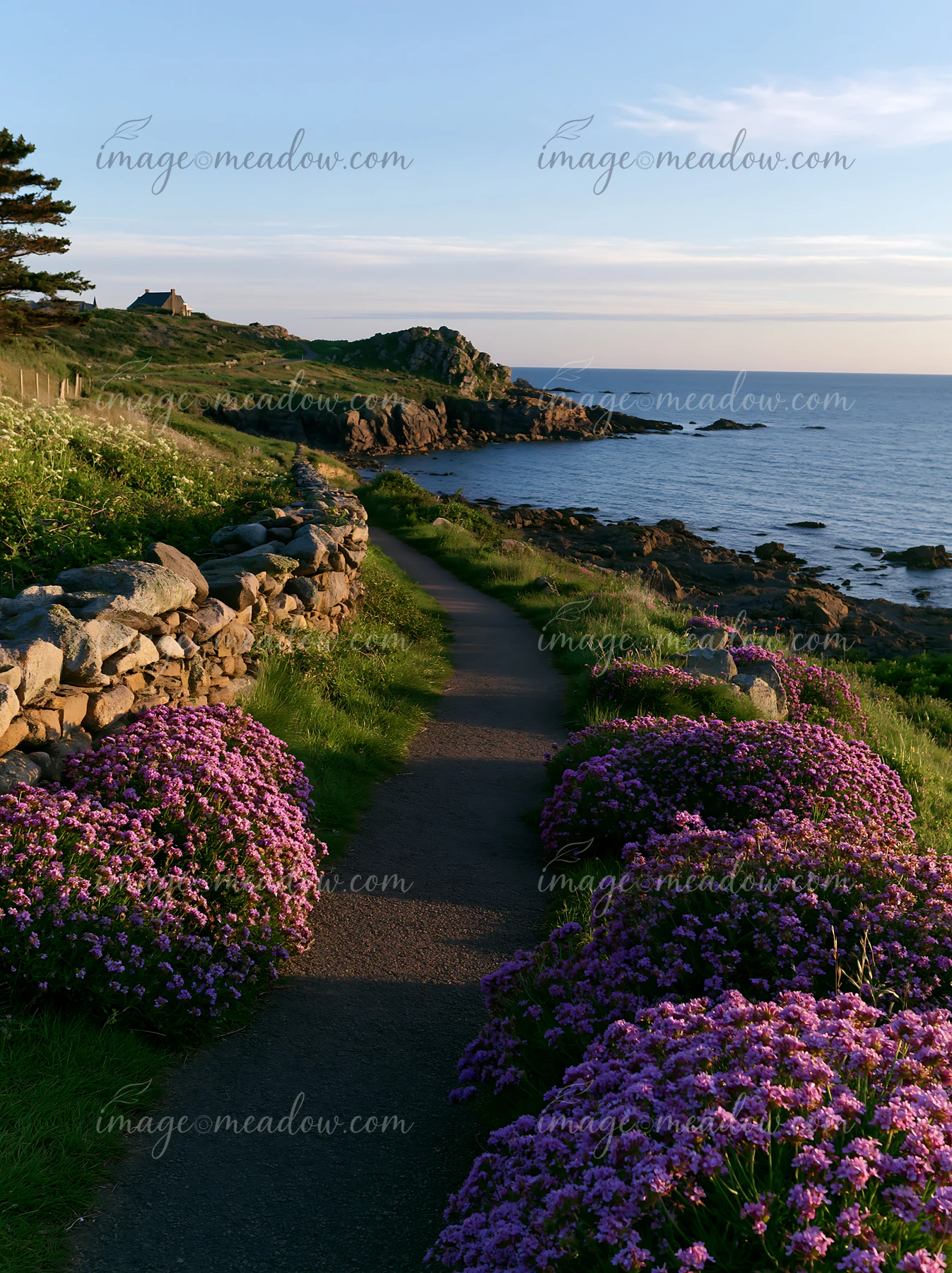 A path lined with purple flowers leads along a coastline with rocky peninsula.
