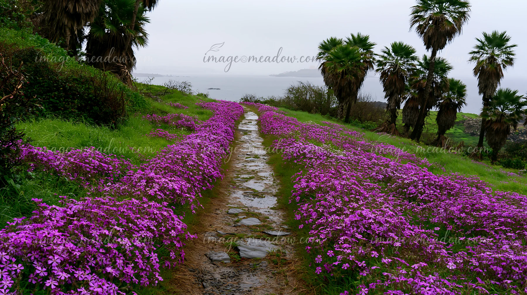 A path lined with vibrant flowers leads toward the sea, showcasing an island with flowers after rain.