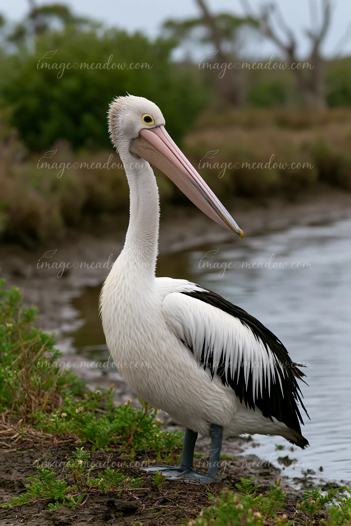 A pelican stands near the edge of a body of water, surrounded by greenery.