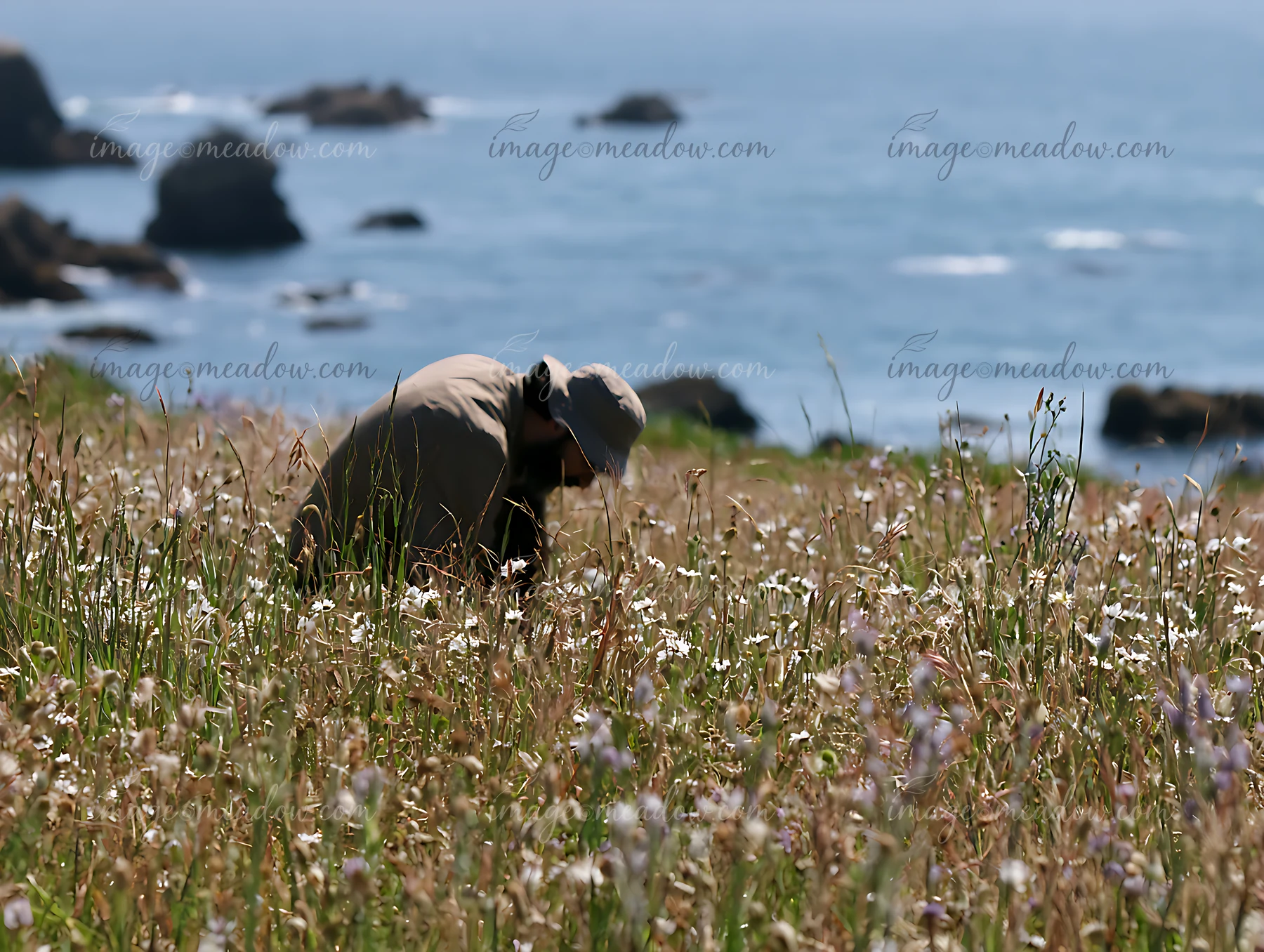 A person crouches in a meadow gathering flowers while overlooking the rocky shoreline and ocean.