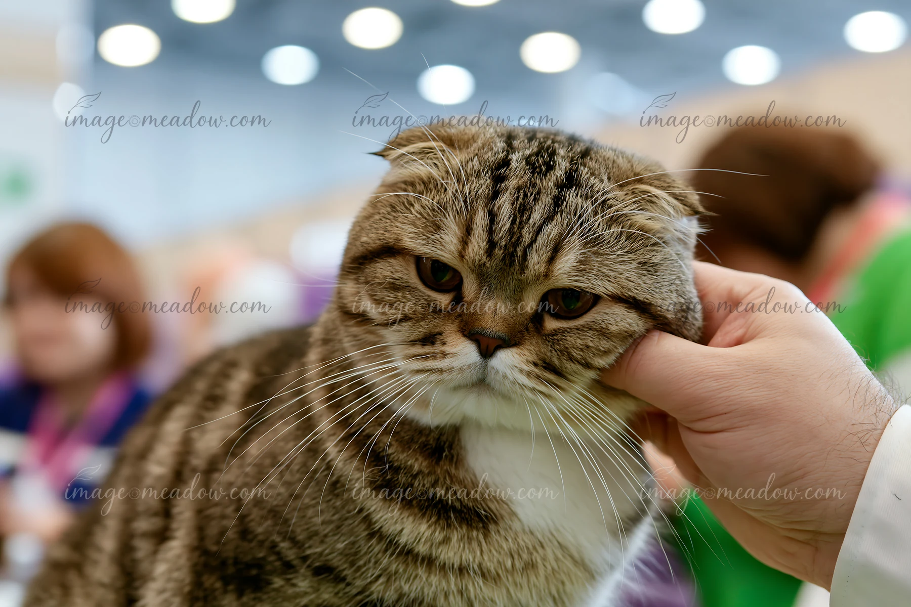 A person gently pets a rare cat breed at a cat show, surrounded by other attendees and colorful displays.