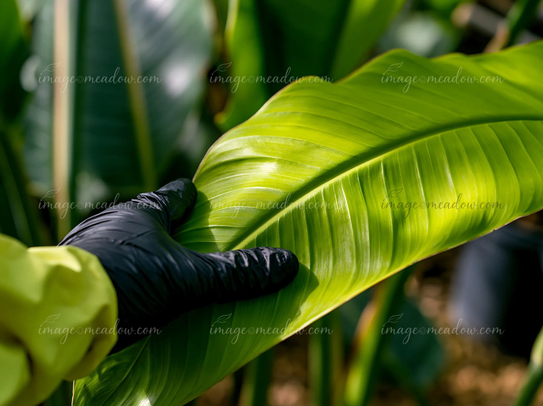 A person in gloves touches a bright green leaf of a bird of paradise flower in a greenhouse.