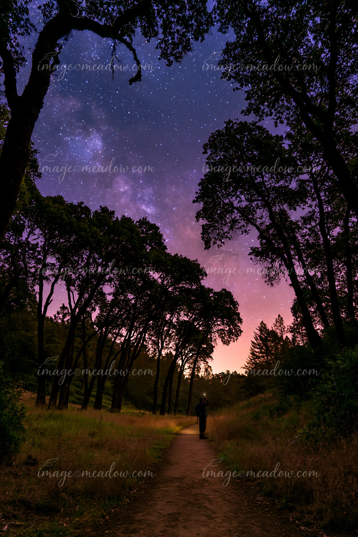 A person is taking photographs of the Milky Way beside a forest trail surrounded by trees.