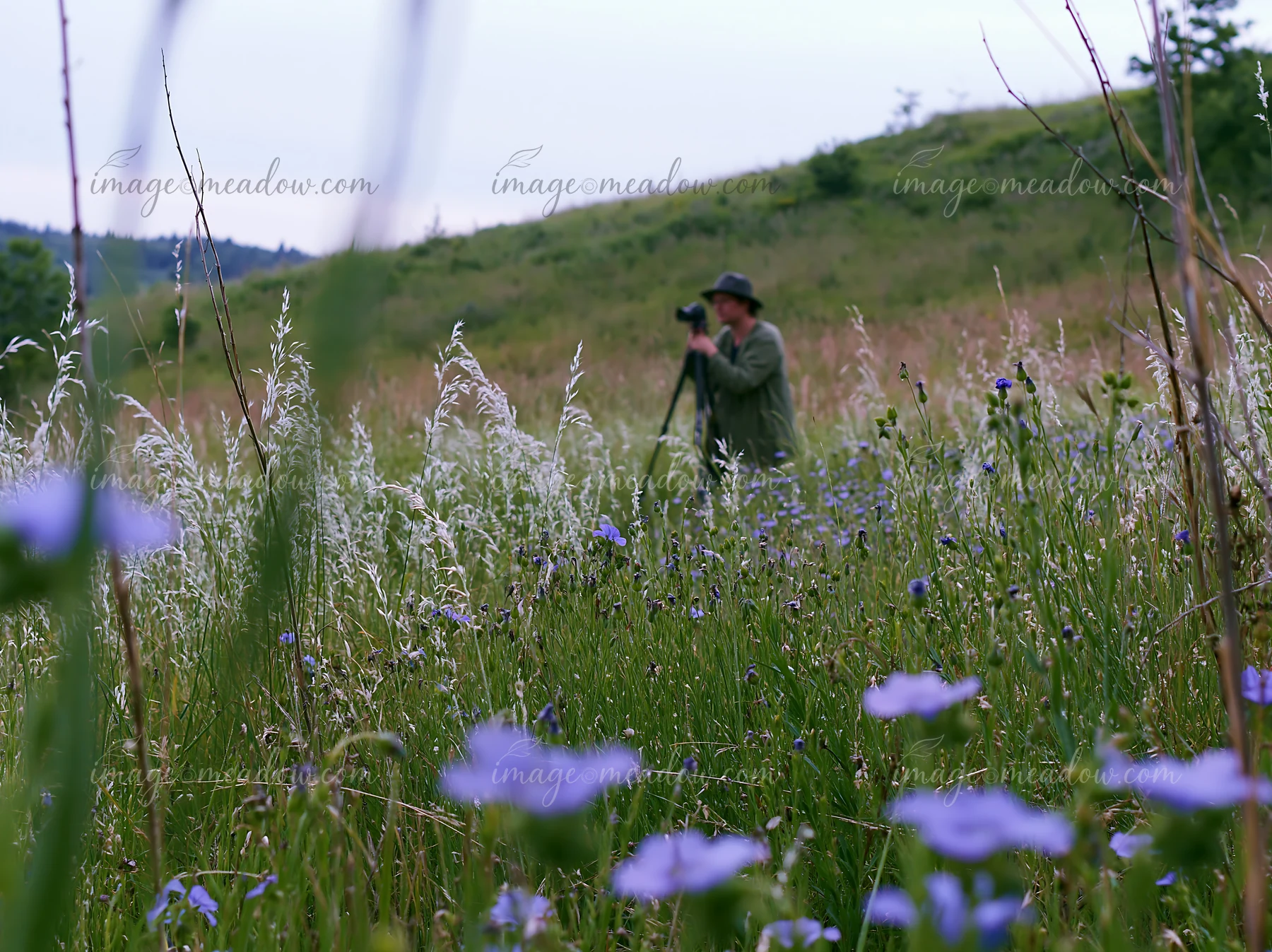 A person is taking pictures in a wildflower meadow filled with purple flowers and tall grass.
