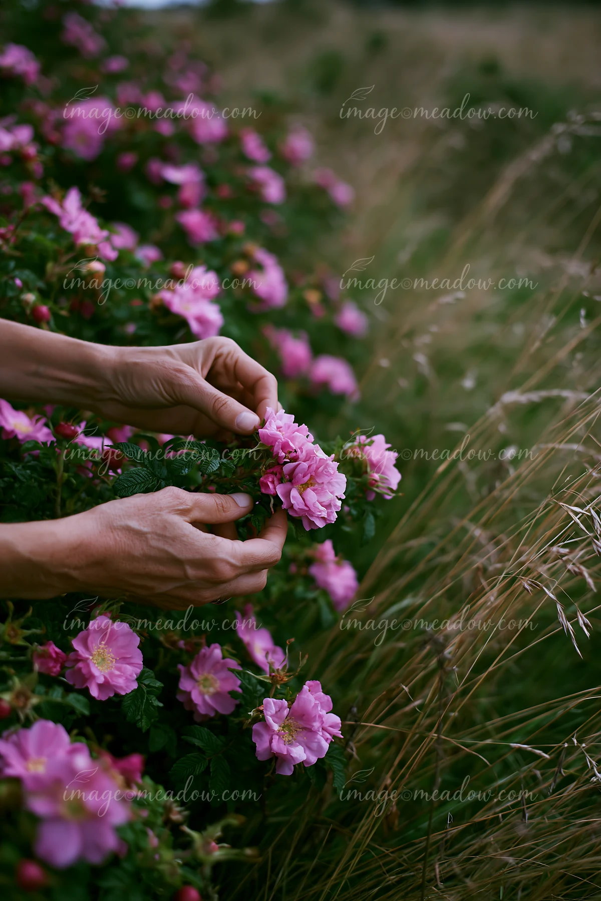A person picks pink flowers from a bush at a farmers market.