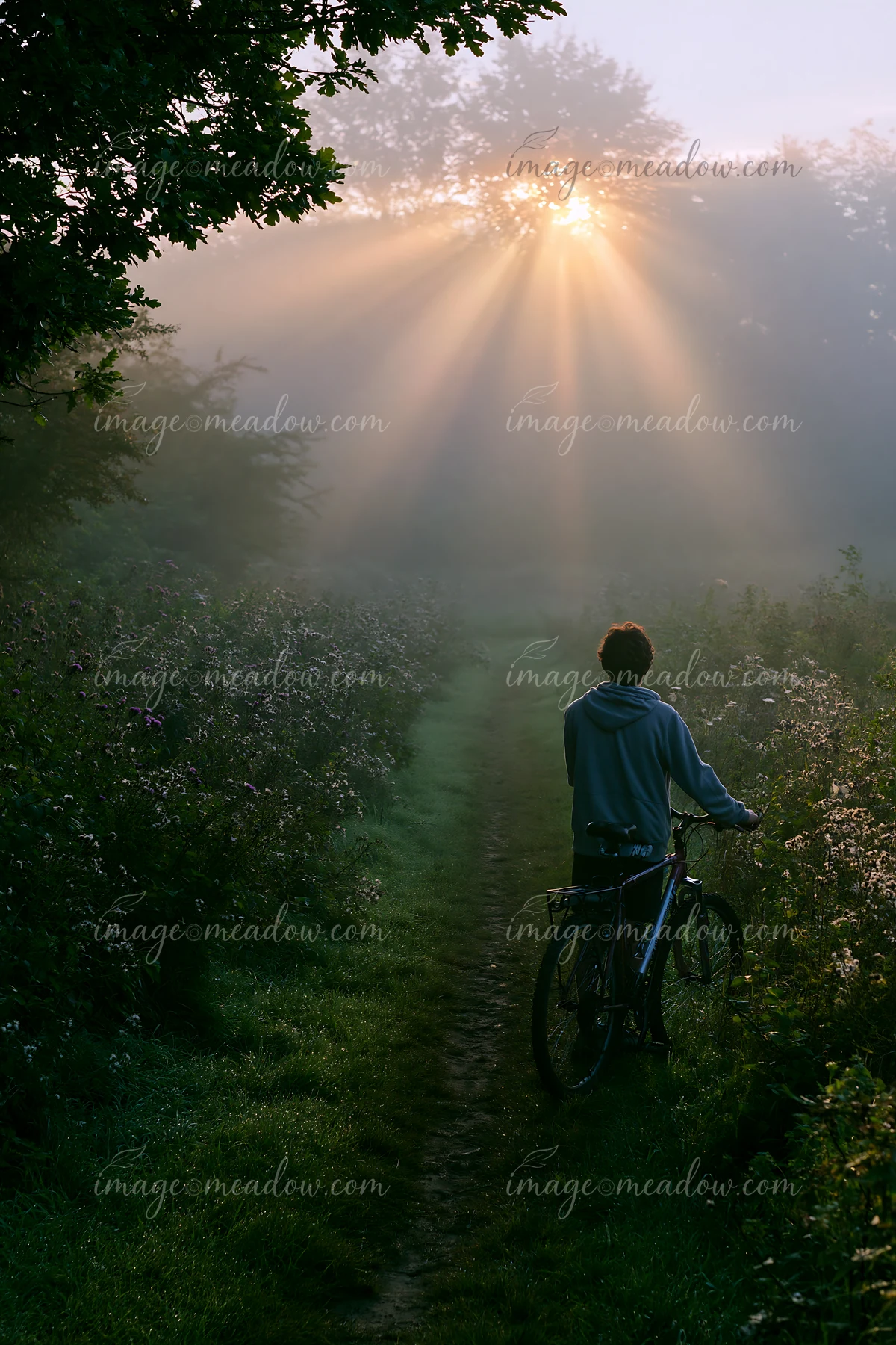 A person pushes a bicycle along a path in a foggy landscape as the sun rises, creating beams of light through the trees.