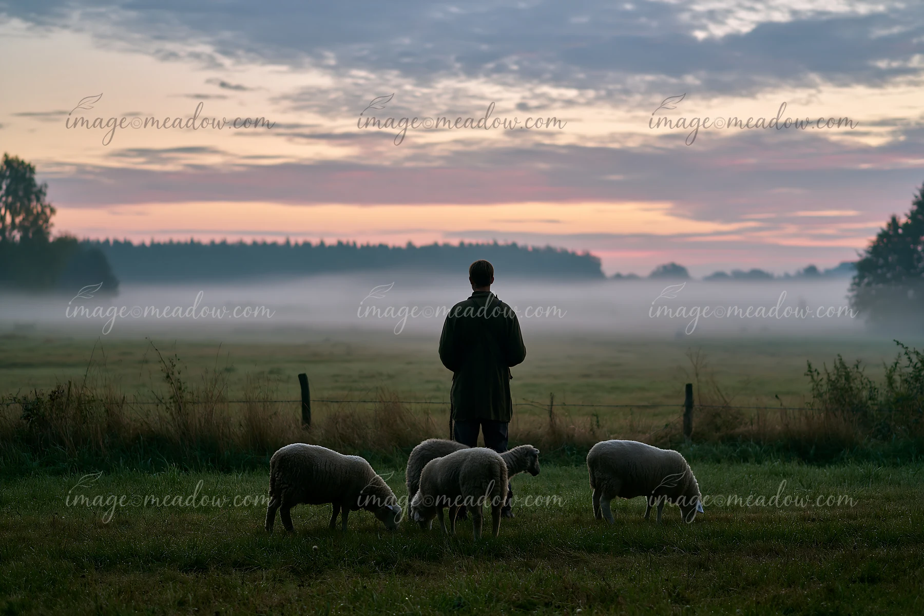 A person stands in a meadow watching sheep as fog drifts across the landscape during early morning.