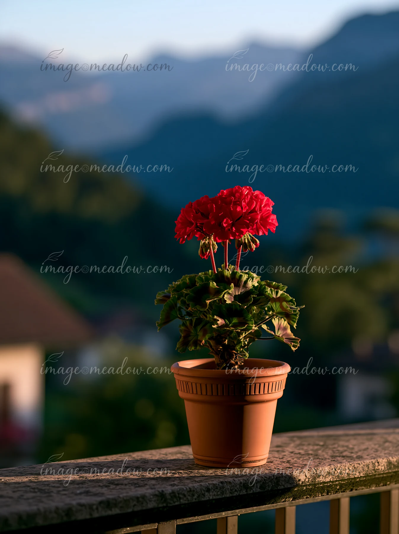 A potted red flower sits on a balcony railing at a Swiss mountain hotel, with distant peaks and greenery visible in the background during golden hour light.