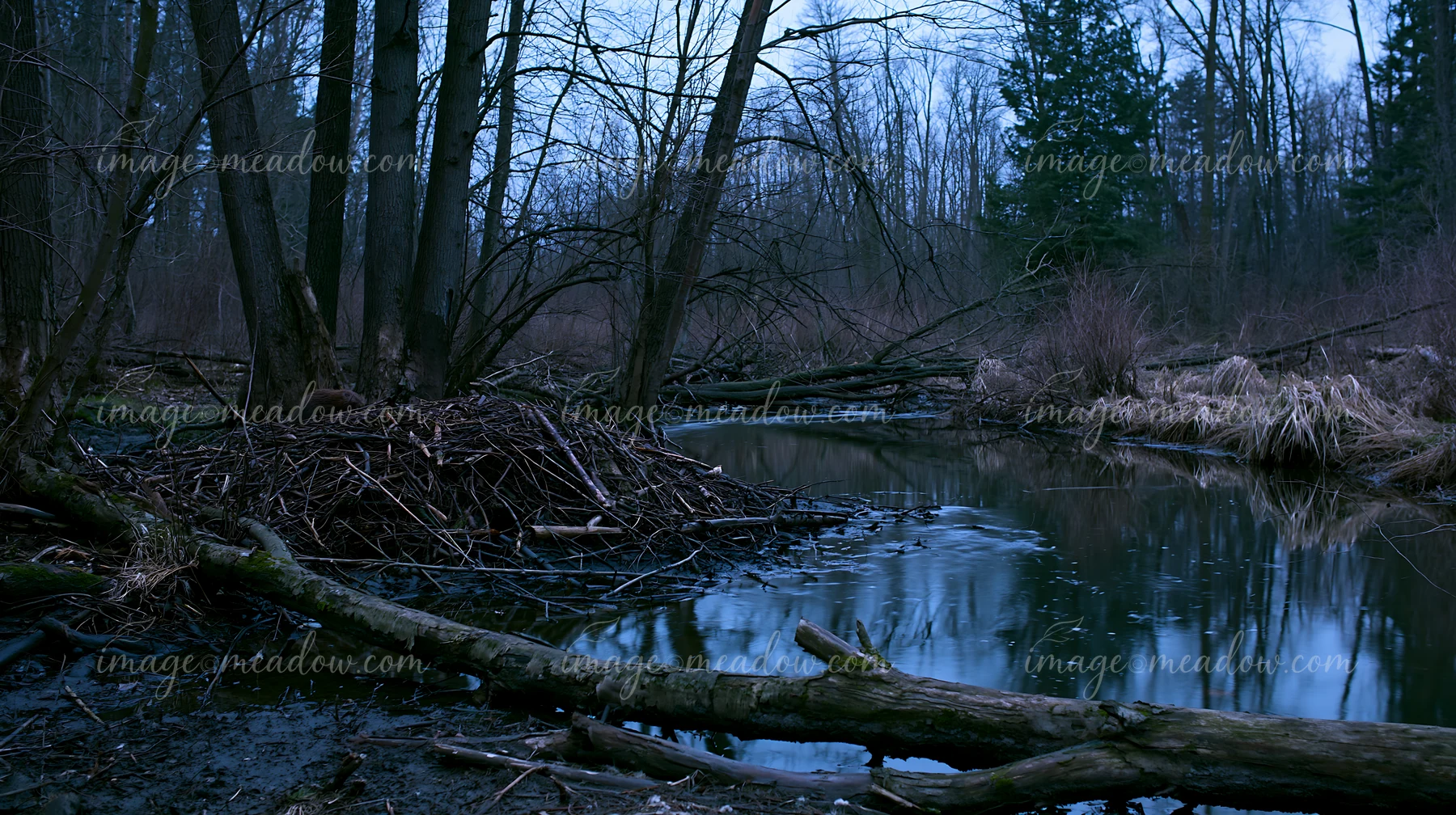 A quiet creek among tree trunks flows gently through a wooded area with fallen logs and brush visible.