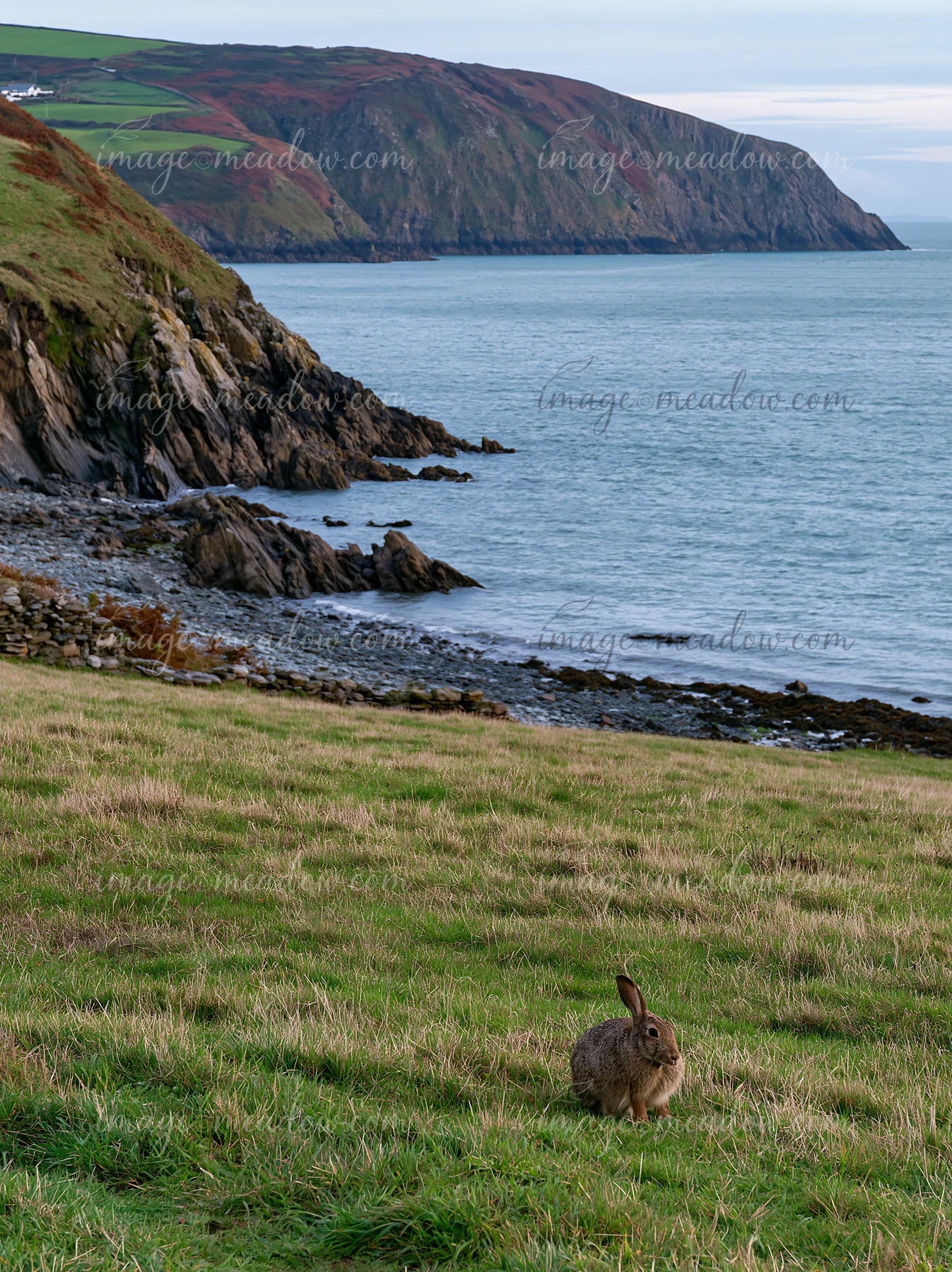 A rabbit grazes on grass in a coastal meadow with rocky cliffs in the background.