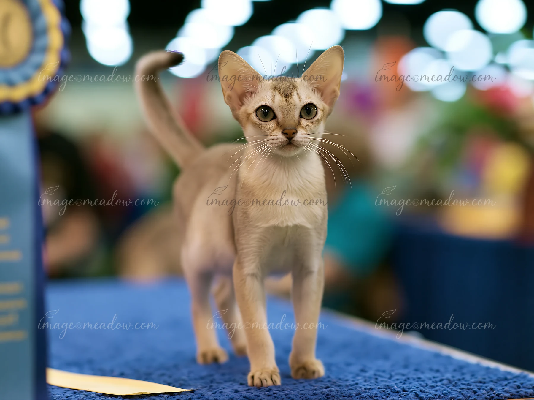 A rare cat breed stands on a blue table at a cat show surrounded by people.