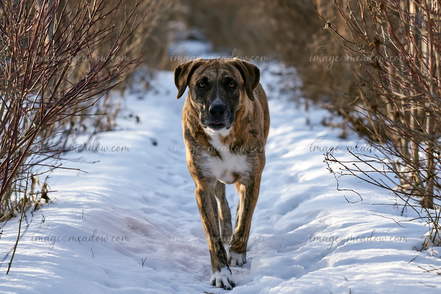 A rare dog breed brindle coat walks along a snowy trail surrounded by bare shrubs.