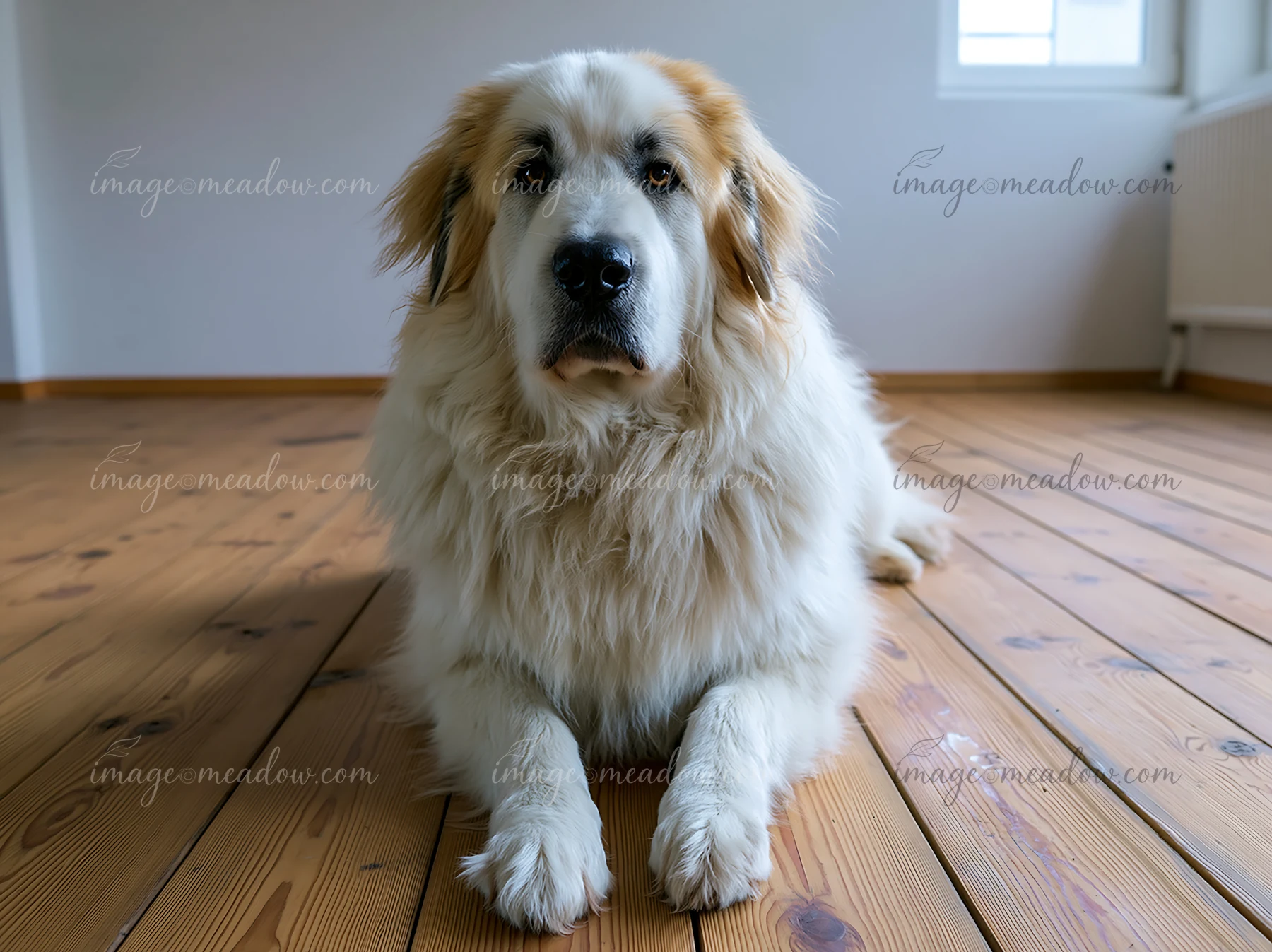 A rare dog breed in studio portrait lays on wooden flooring, with a plain wall in the background.