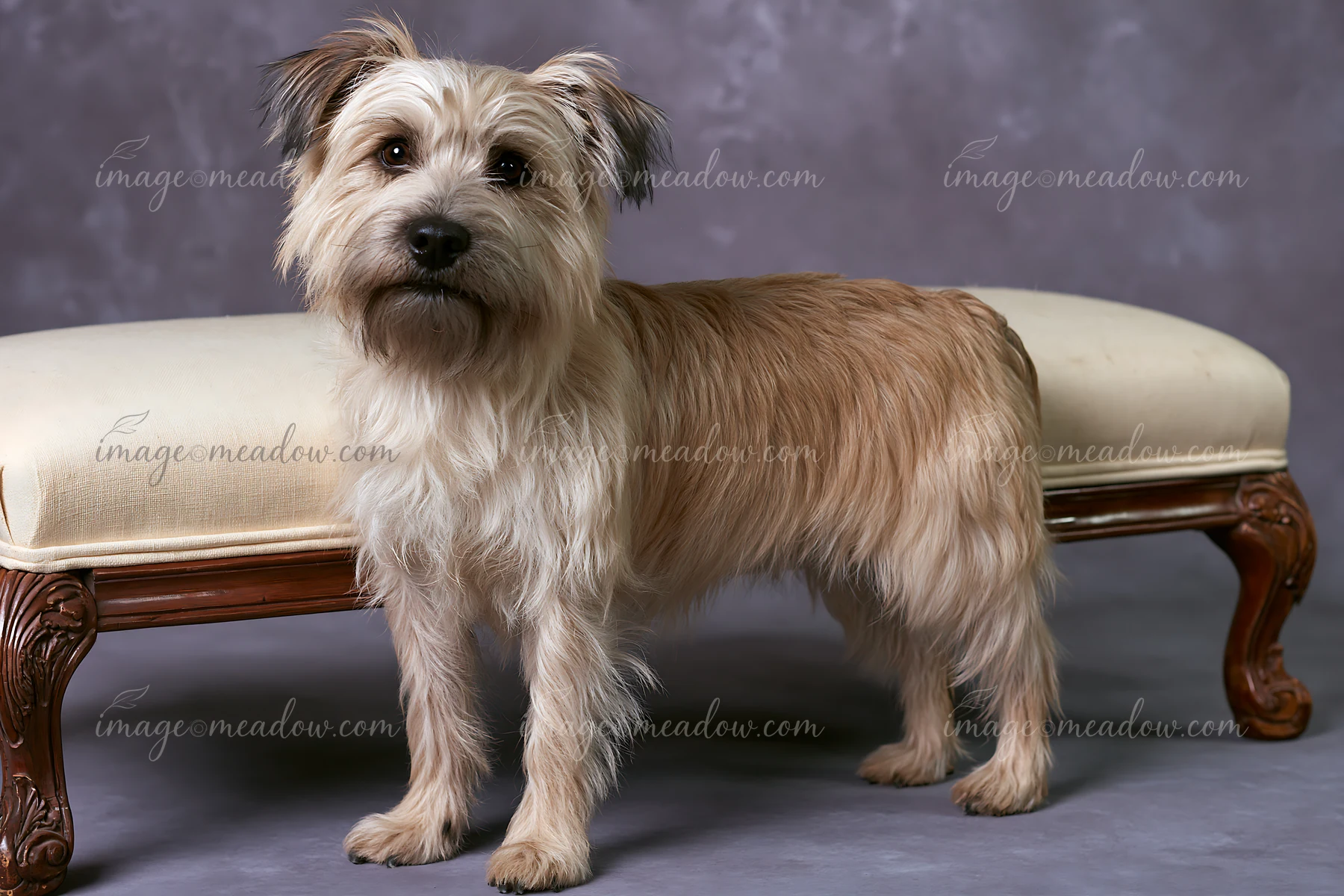 A rare dog breed in studio portrait shows a light brown dog with long fur standing confidently on a vintage sofa.