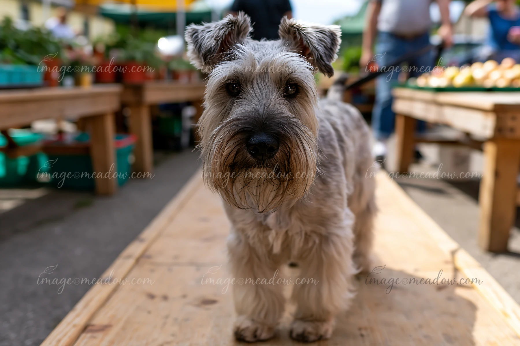 A rare dog breed is at a farmers market, standing on a wooden table as people shop for fresh produce.
