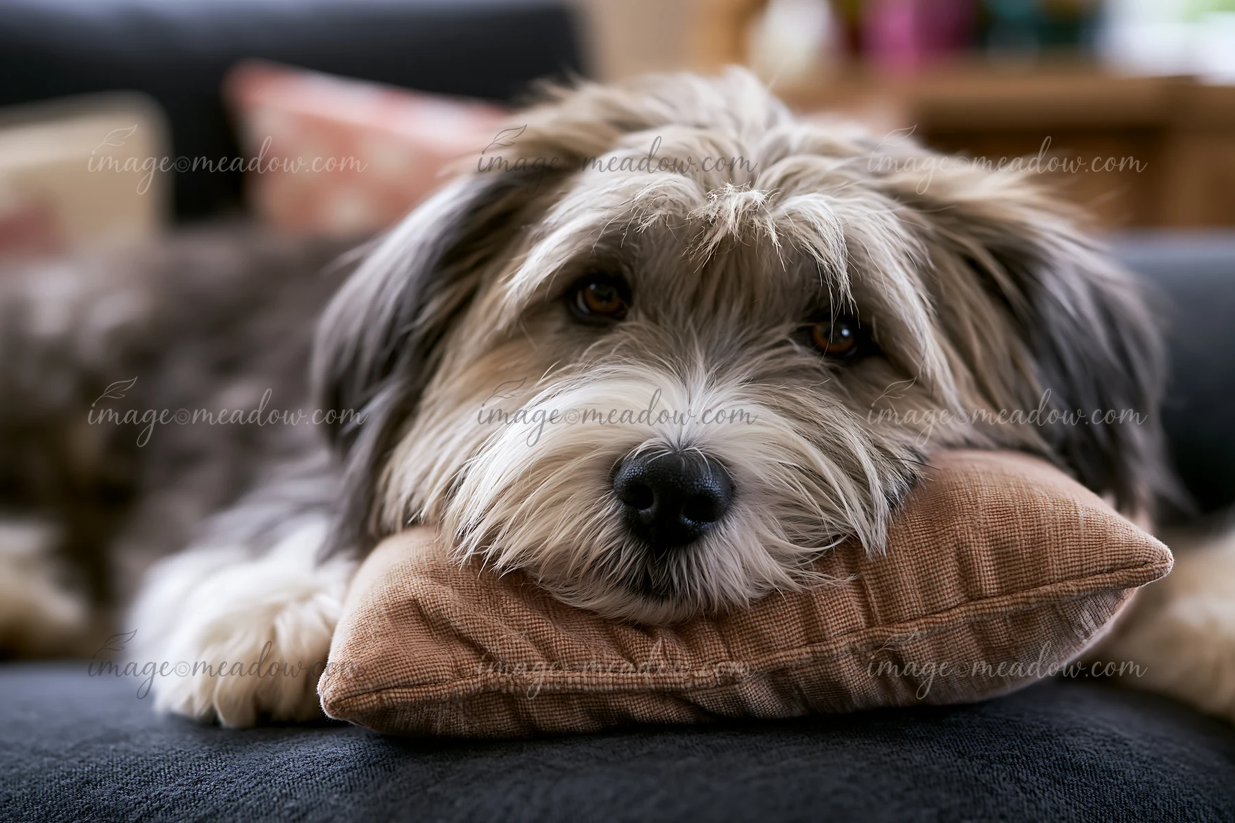 A rare dog breed is lying on a sofa with its head on a pillow, showing a relaxed expression.