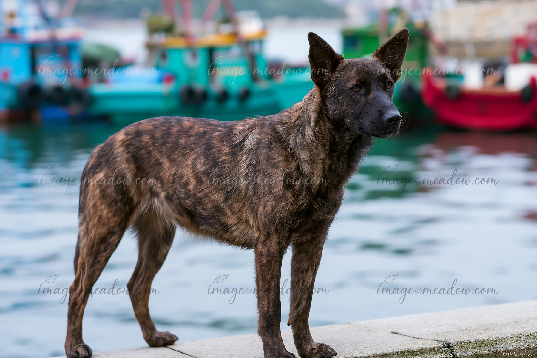 A rare dog breed is seen standing by the water, with colorful boats docked nearby.